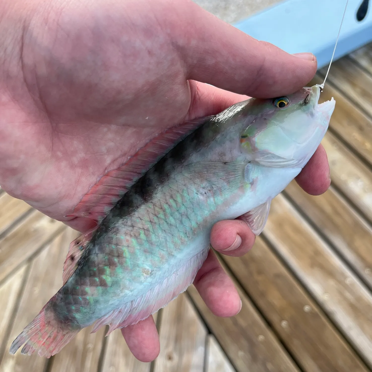 The most recent Slippery dick wrasse catches on Fishbrain