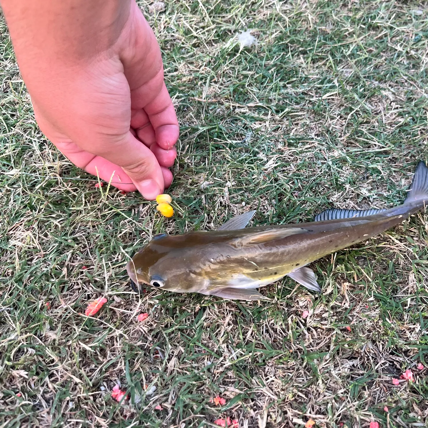 catch
