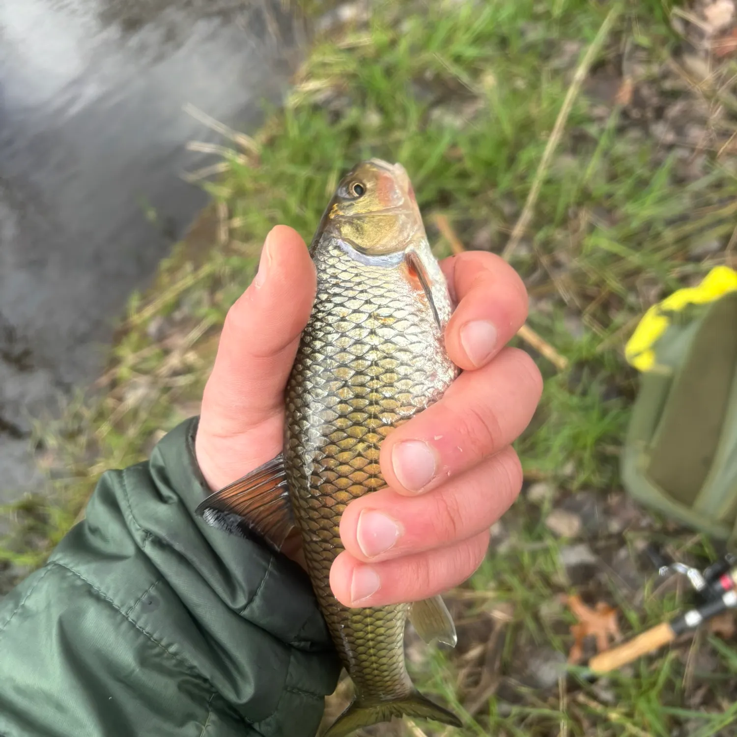 The most recent Fallfish catches on Fishbrain