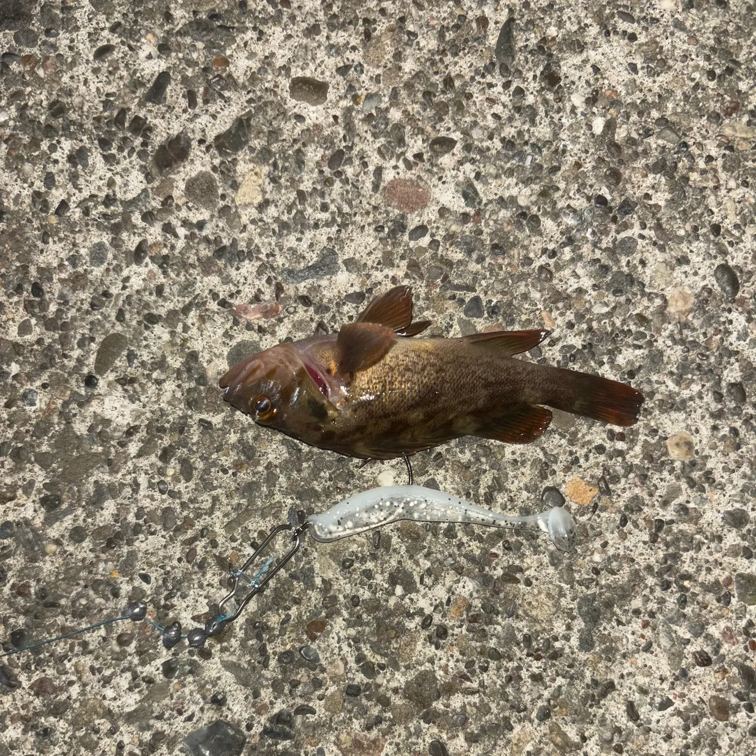 The most recent Brown rockfish catches on Fishbrain