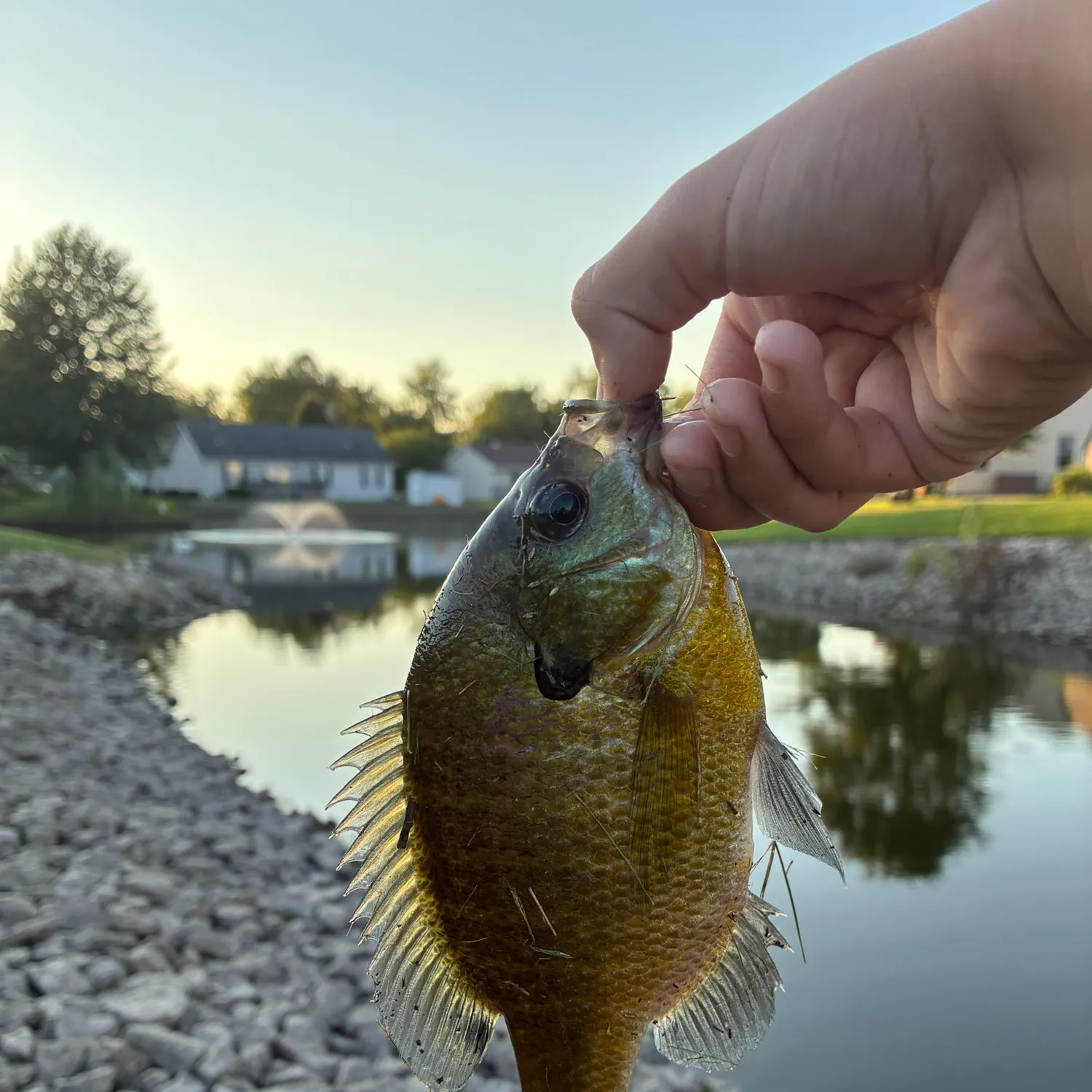 Bluegill caught on Fishbrain