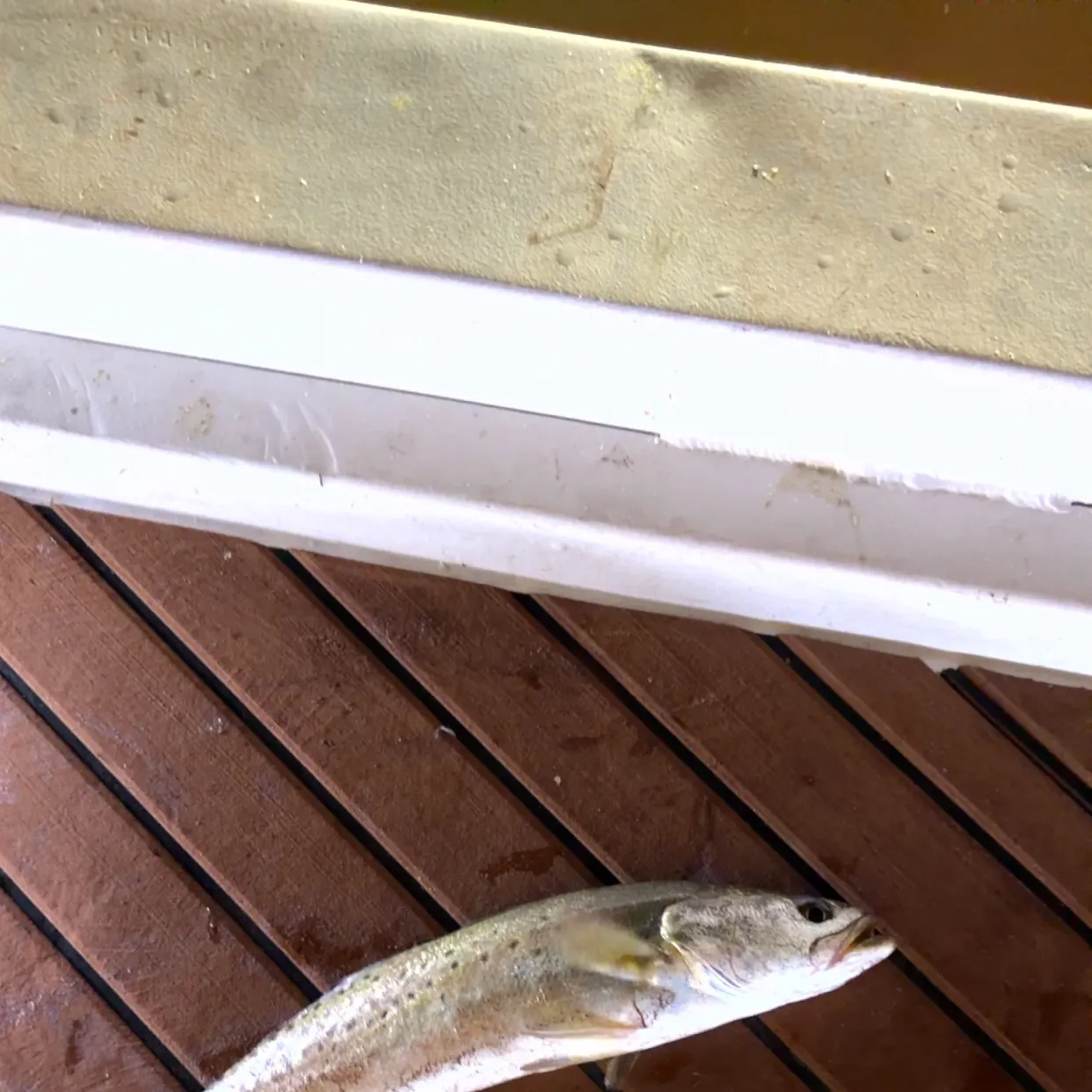 Spotted seatrout caught on Fishbrain