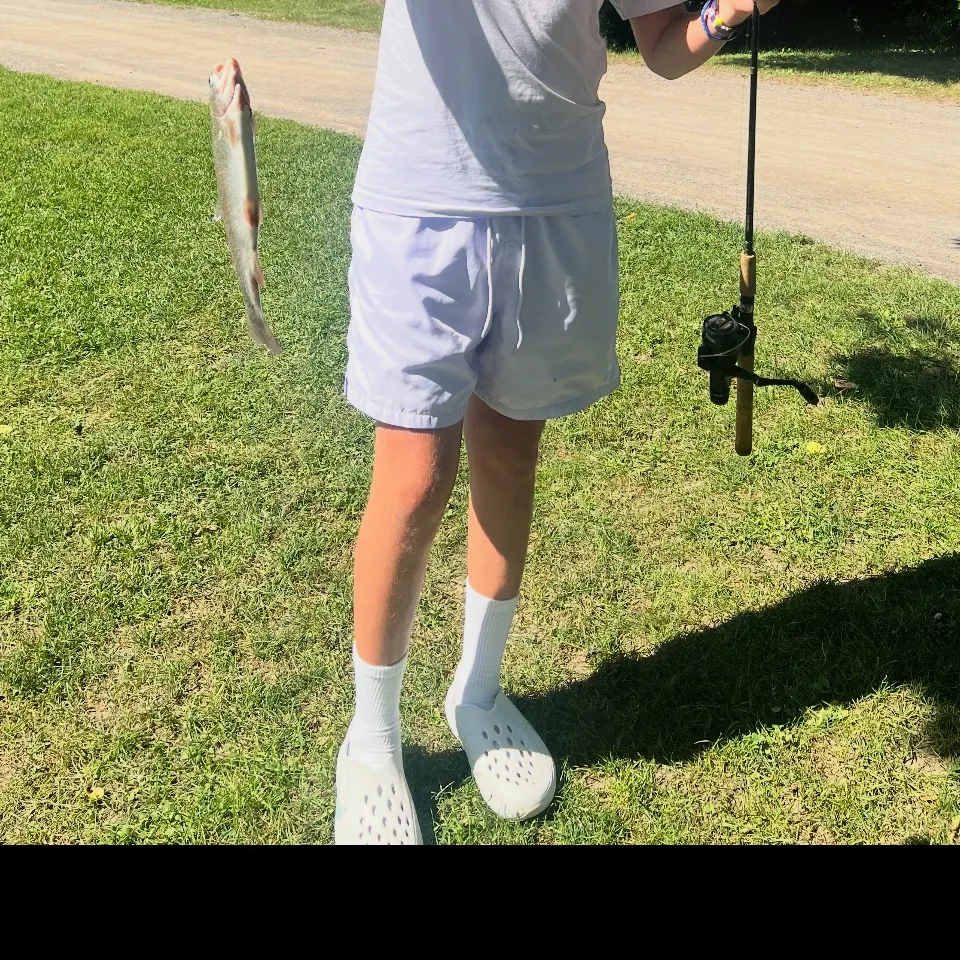 Rainbow trout caught on Fishbrain