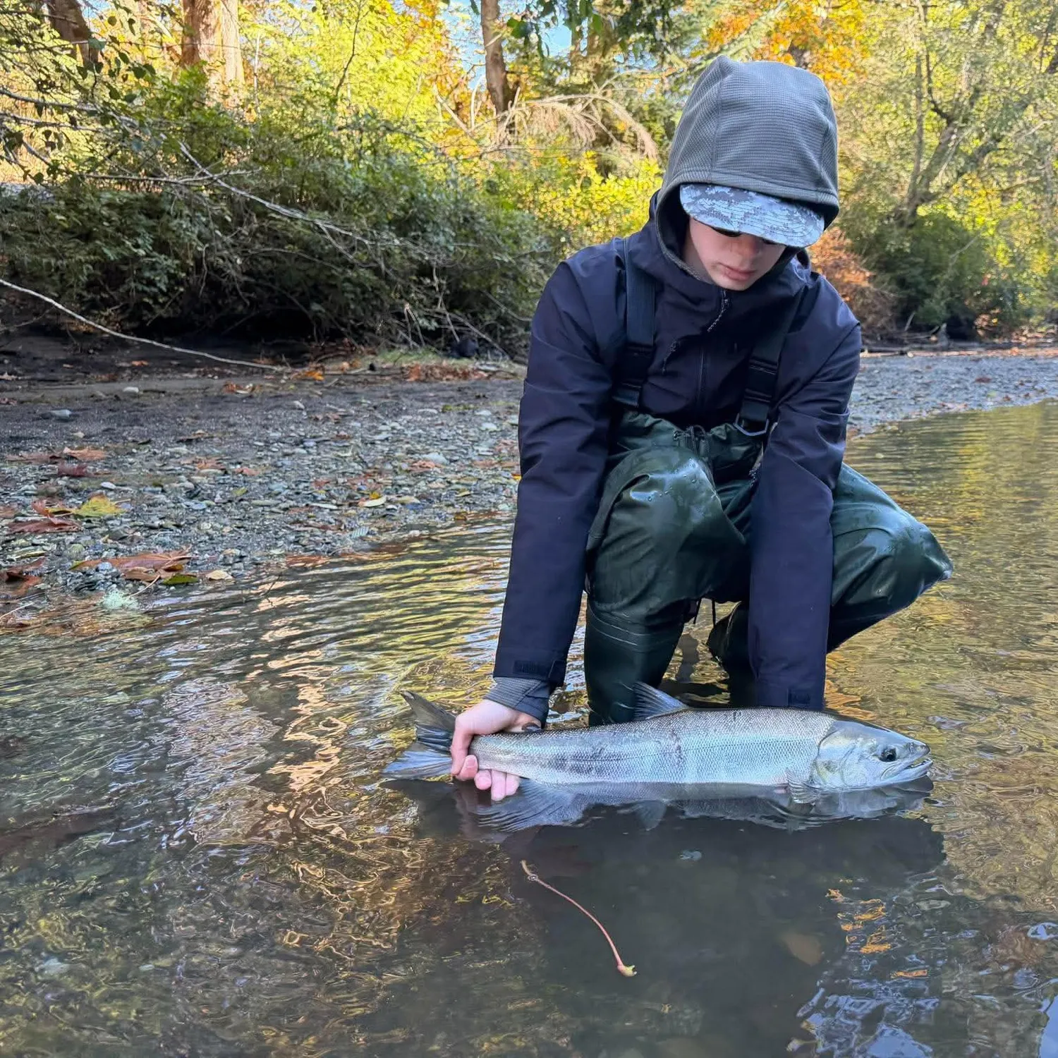 Coho salmon caught on Fishbrain