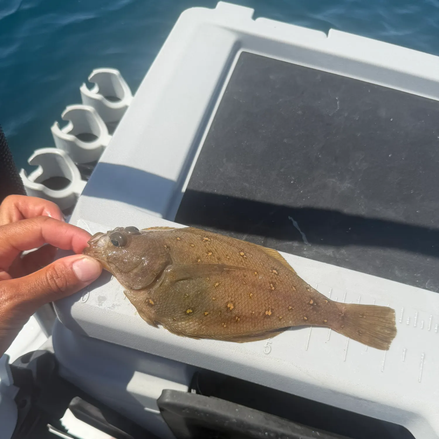 The most recent California halibut catches on Fishbrain
