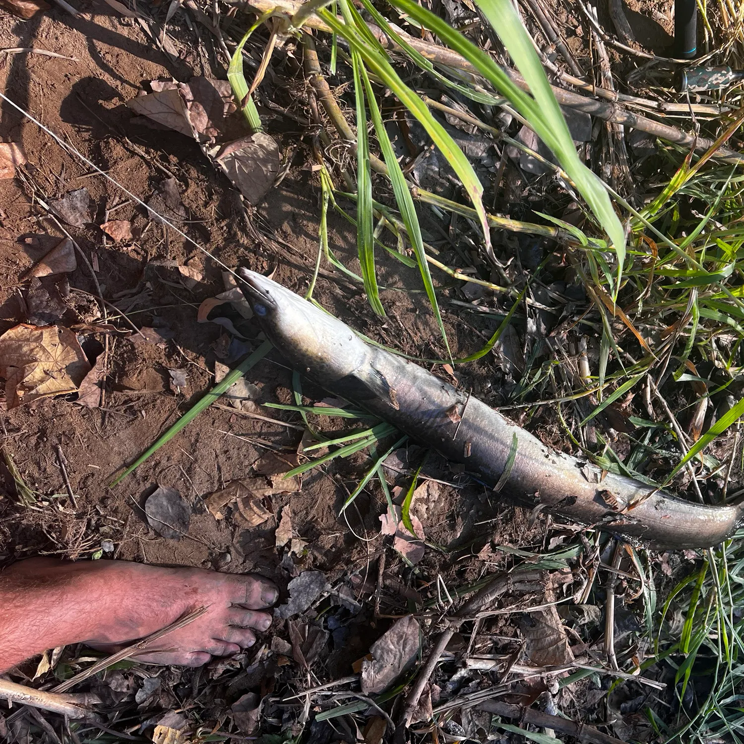 Speckled longfin eel caught on Fishbrain