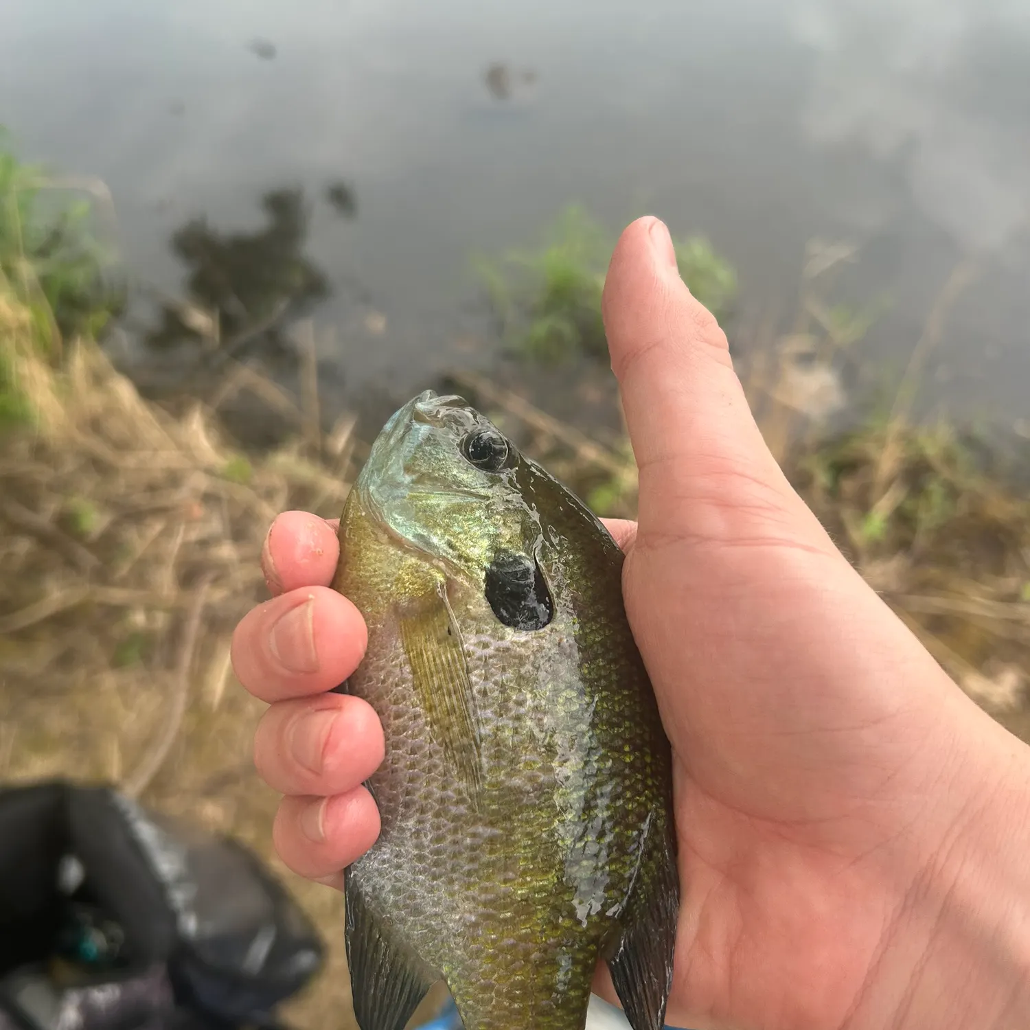 Redbreast sunfish caught on Fishbrain