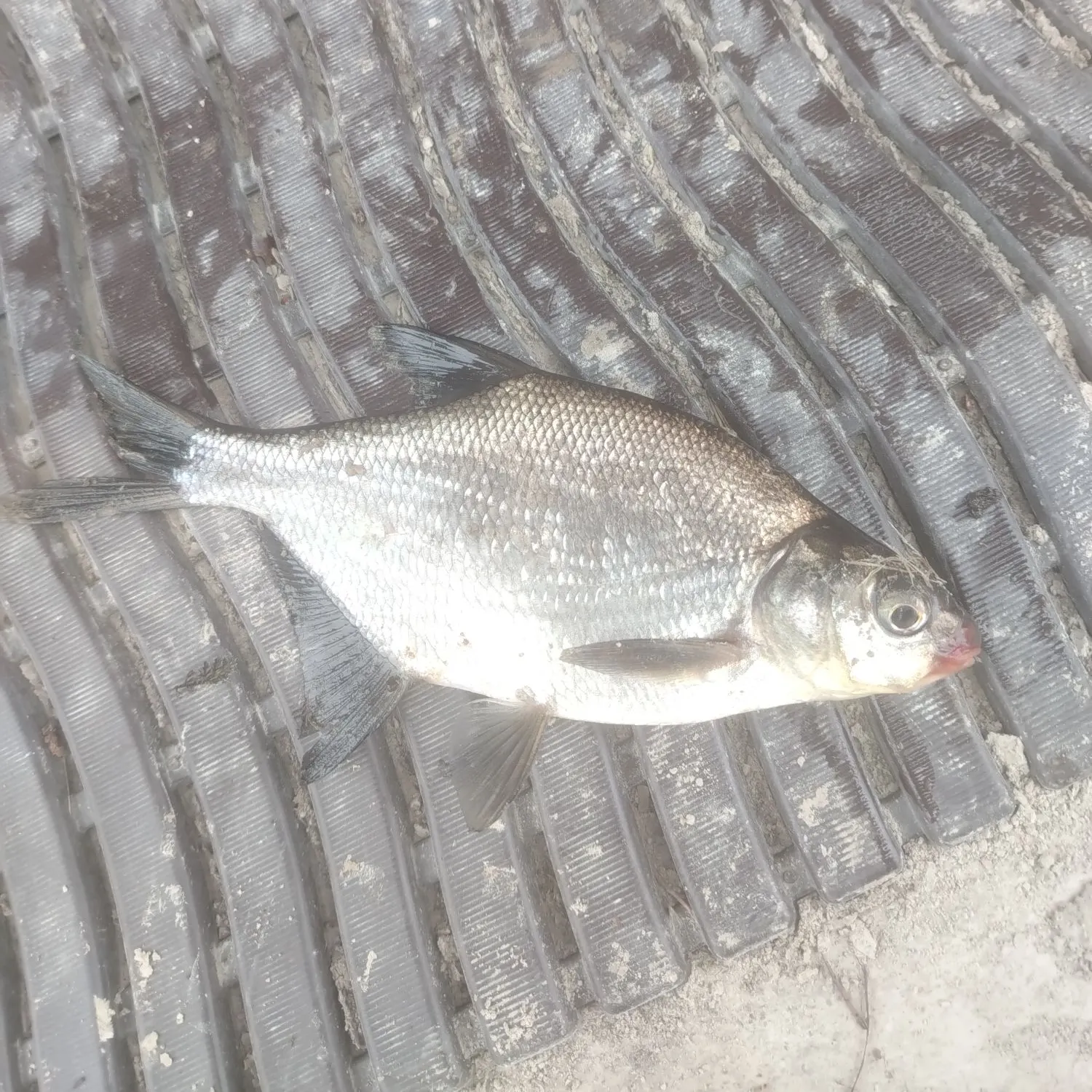 The most recent Zope catches on Fishbrain