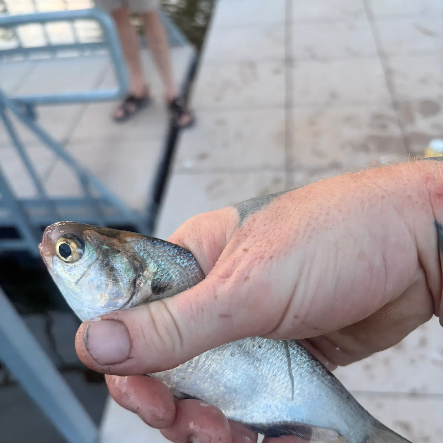 The most recent Threadfin shad catches on Fishbrain