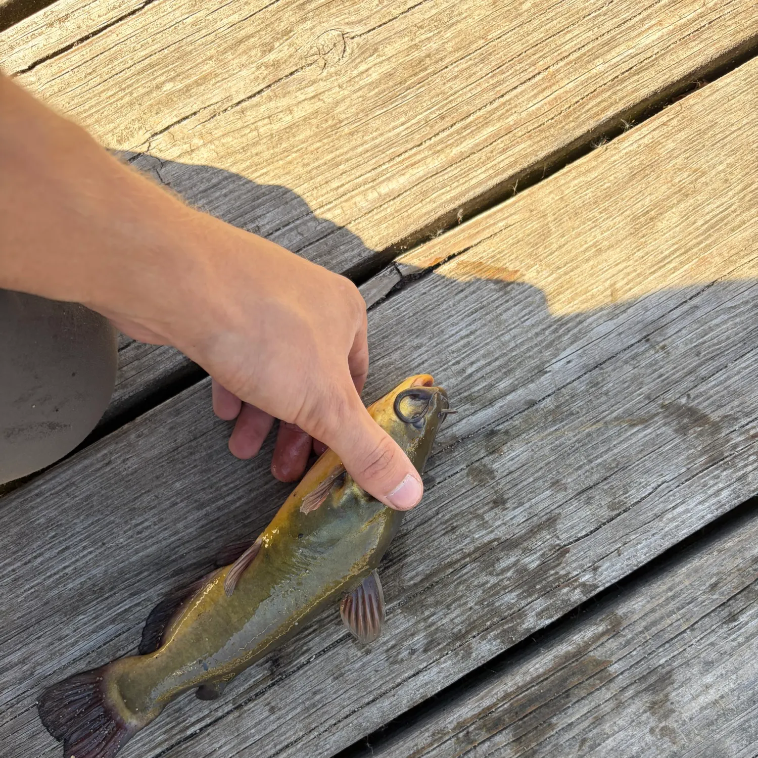 Yellow bullhead caught on Fishbrain