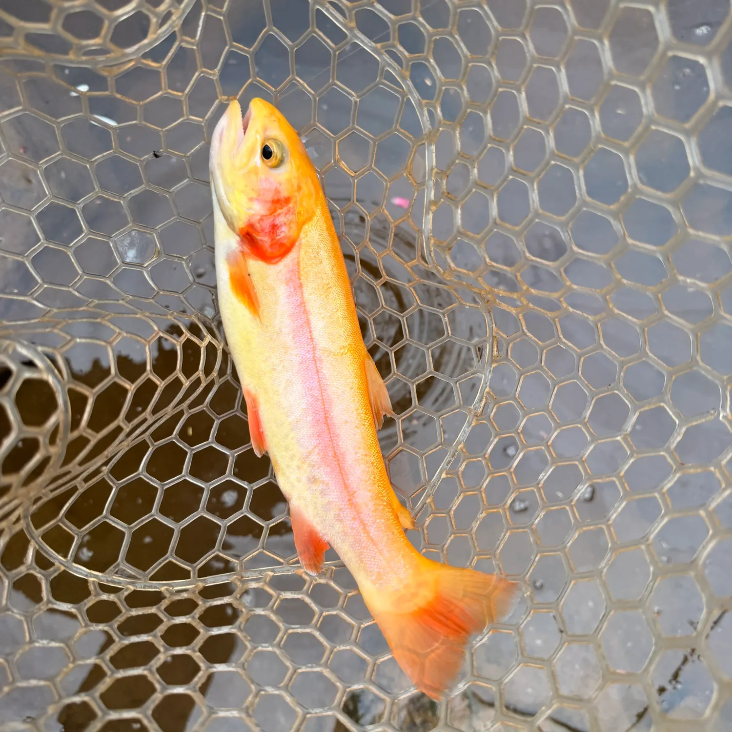 The most recent Golden rainbow trout catches on Fishbrain