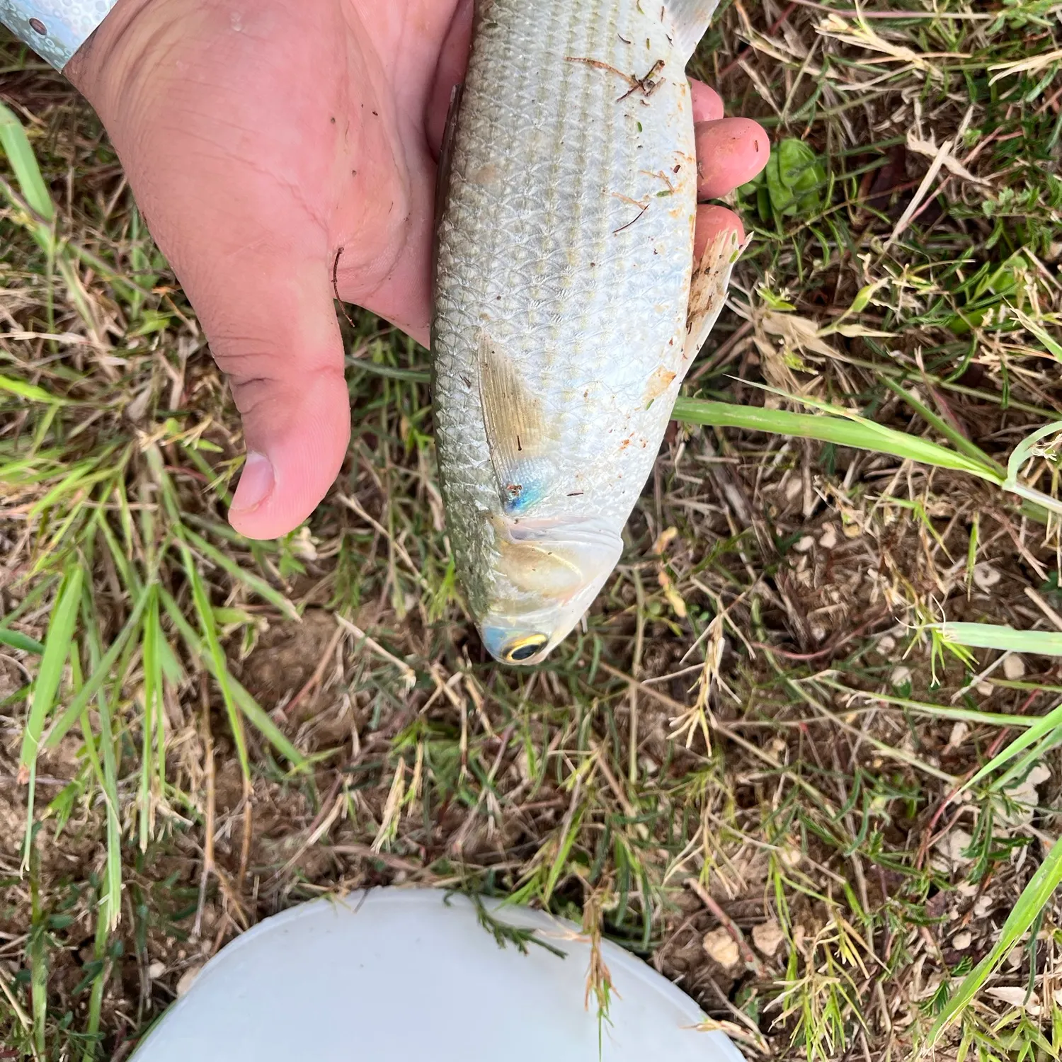 Striped mullet caught on Fishbrain