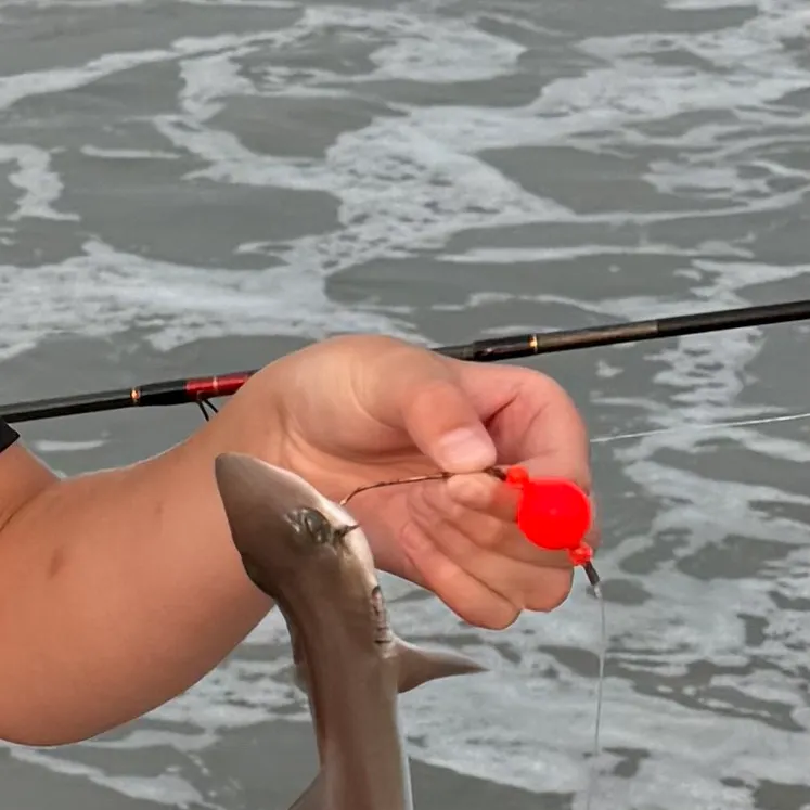 The most recent Sandbar shark catches on Fishbrain