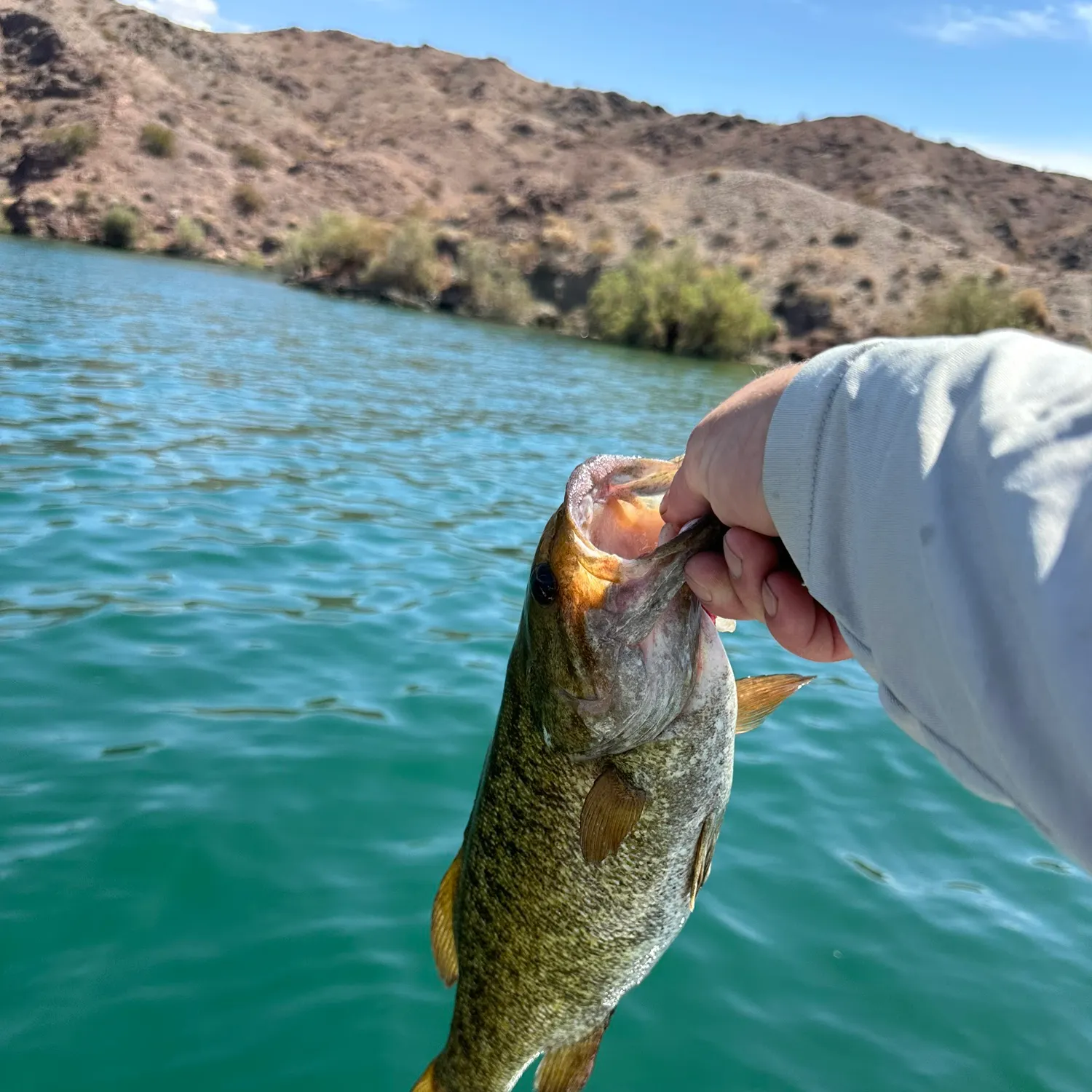 Smallmouth bass caught on Fishbrain