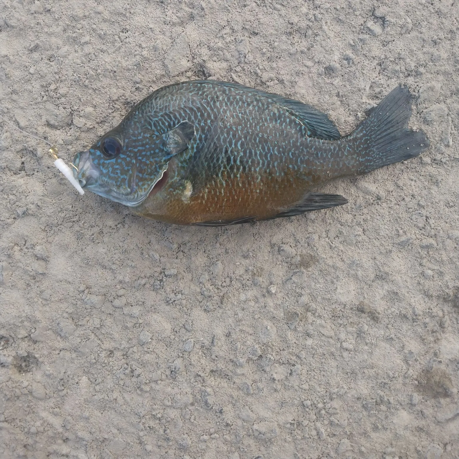 Longear sunfish caught on Fishbrain