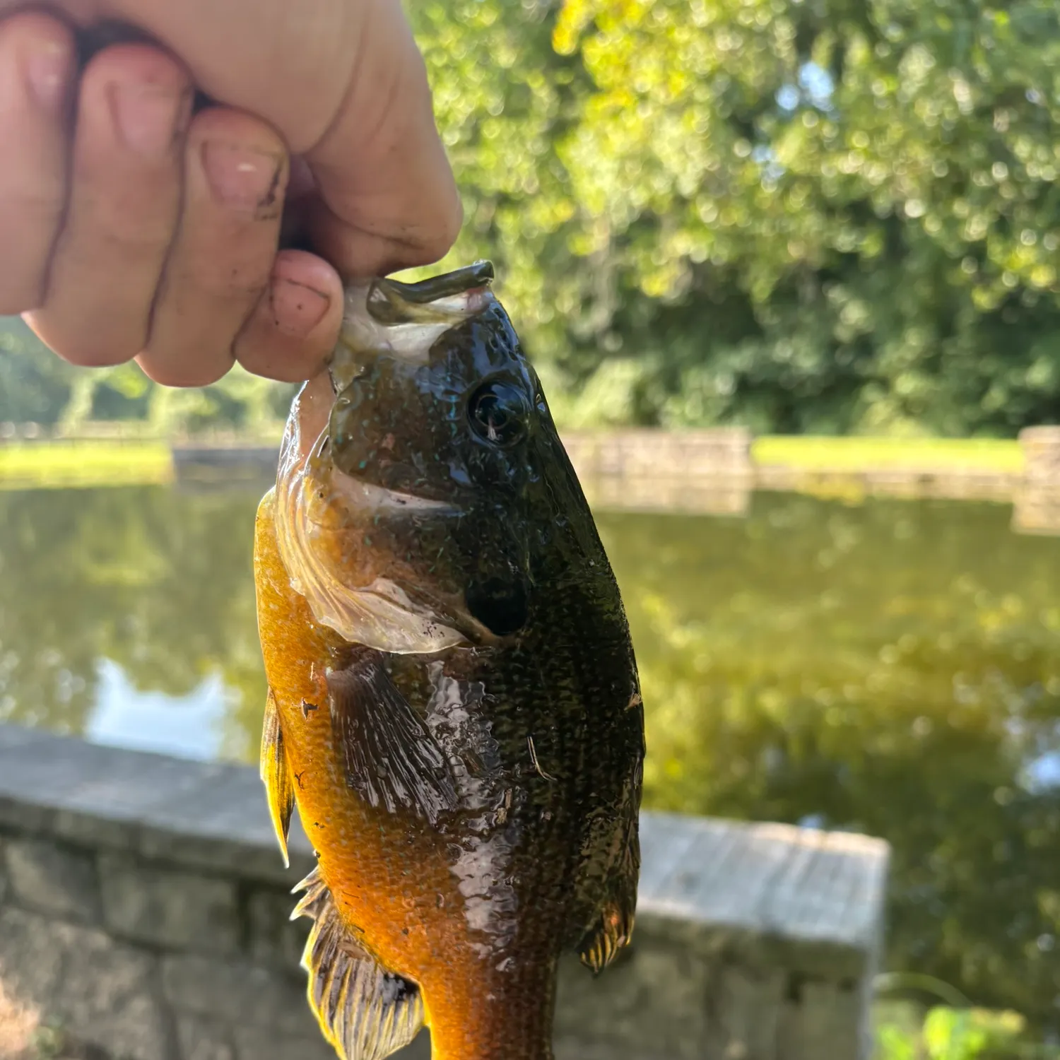 Green sunfish caught on Fishbrain