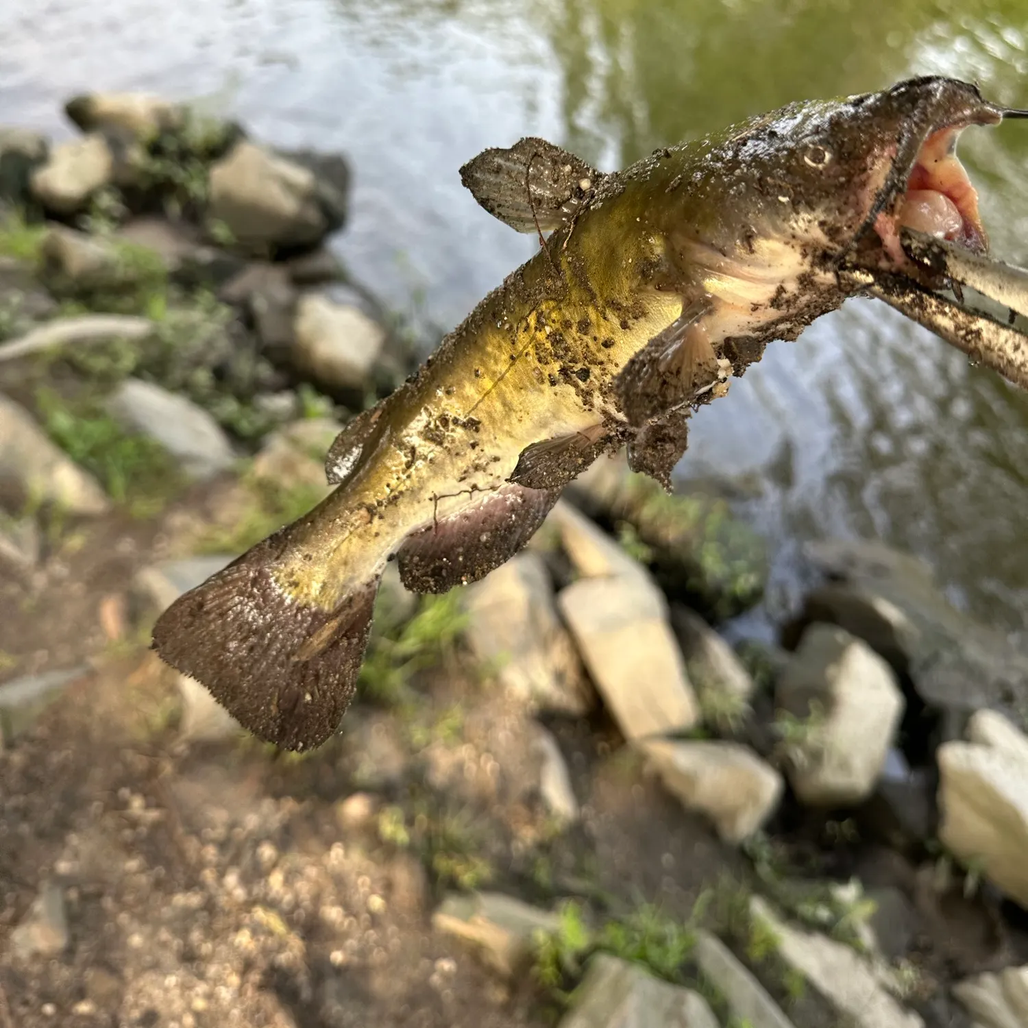 Yellow bullhead caught on Fishbrain