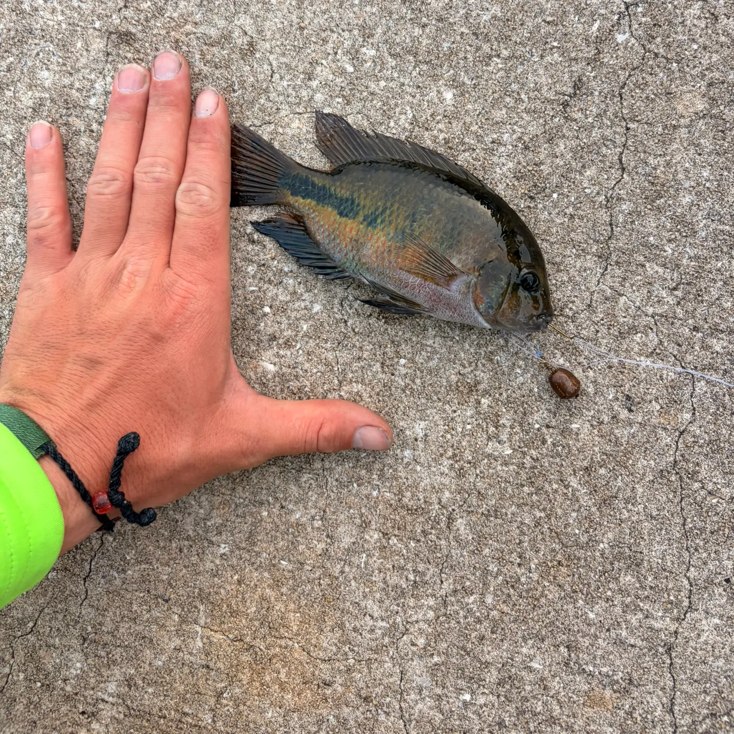 Fish caught on Fishbrain