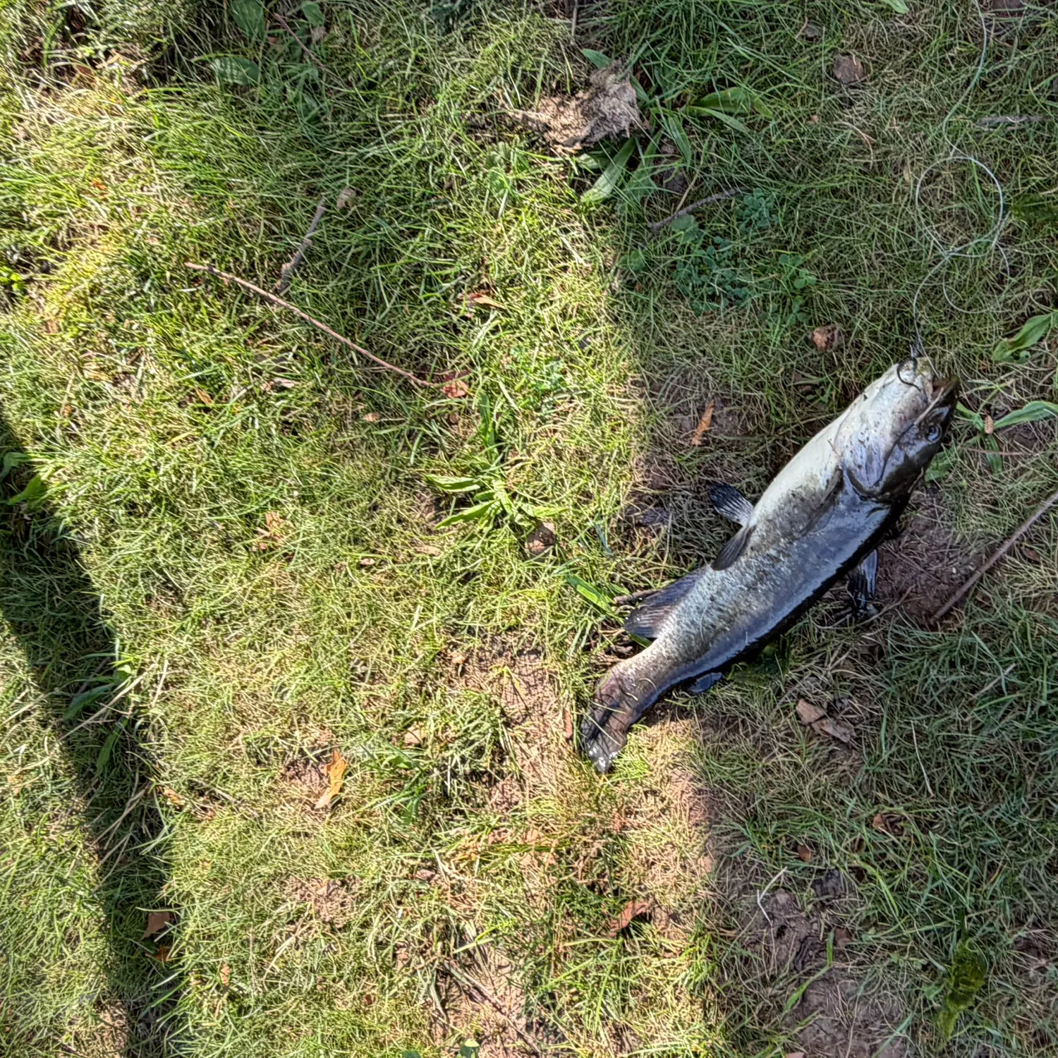 Black bullhead caught on Fishbrain