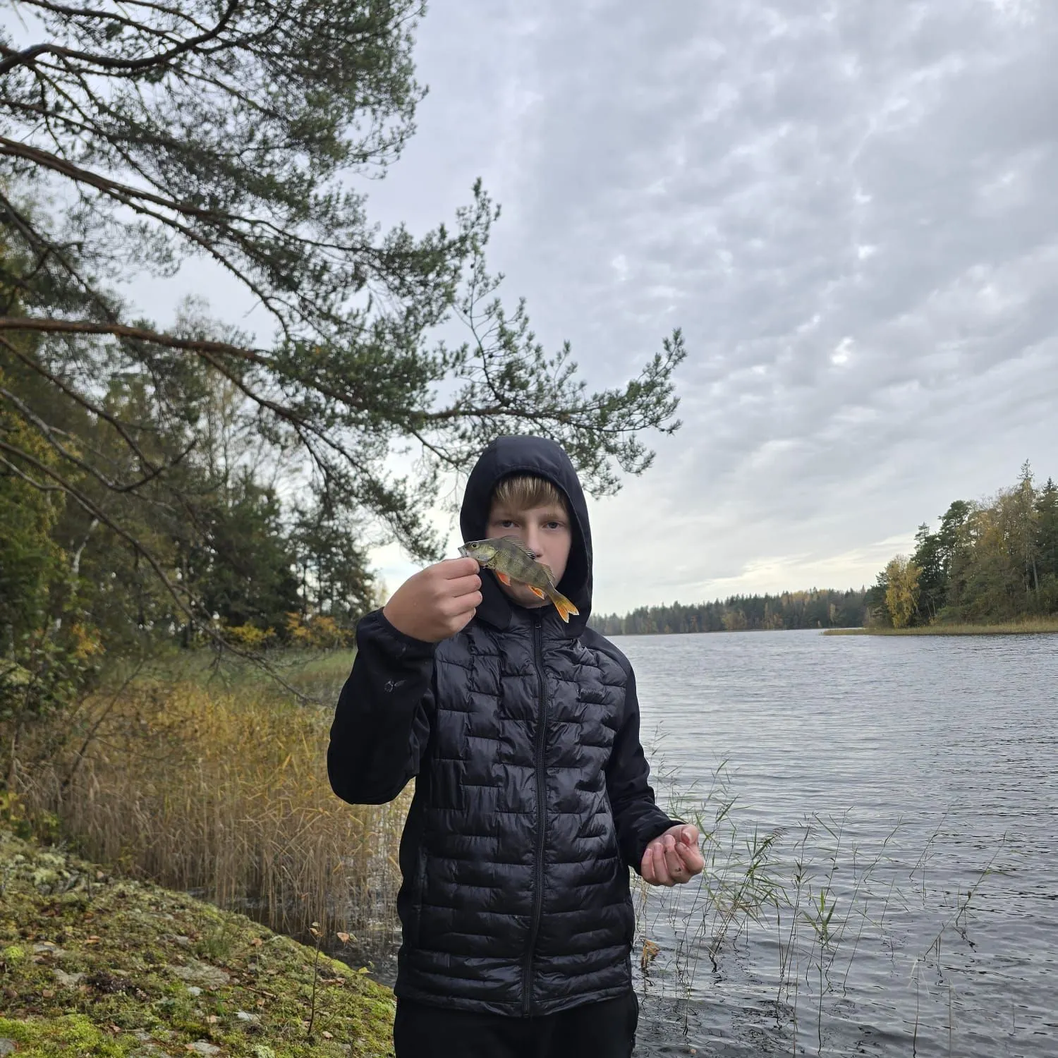 European perch caught on Fishbrain