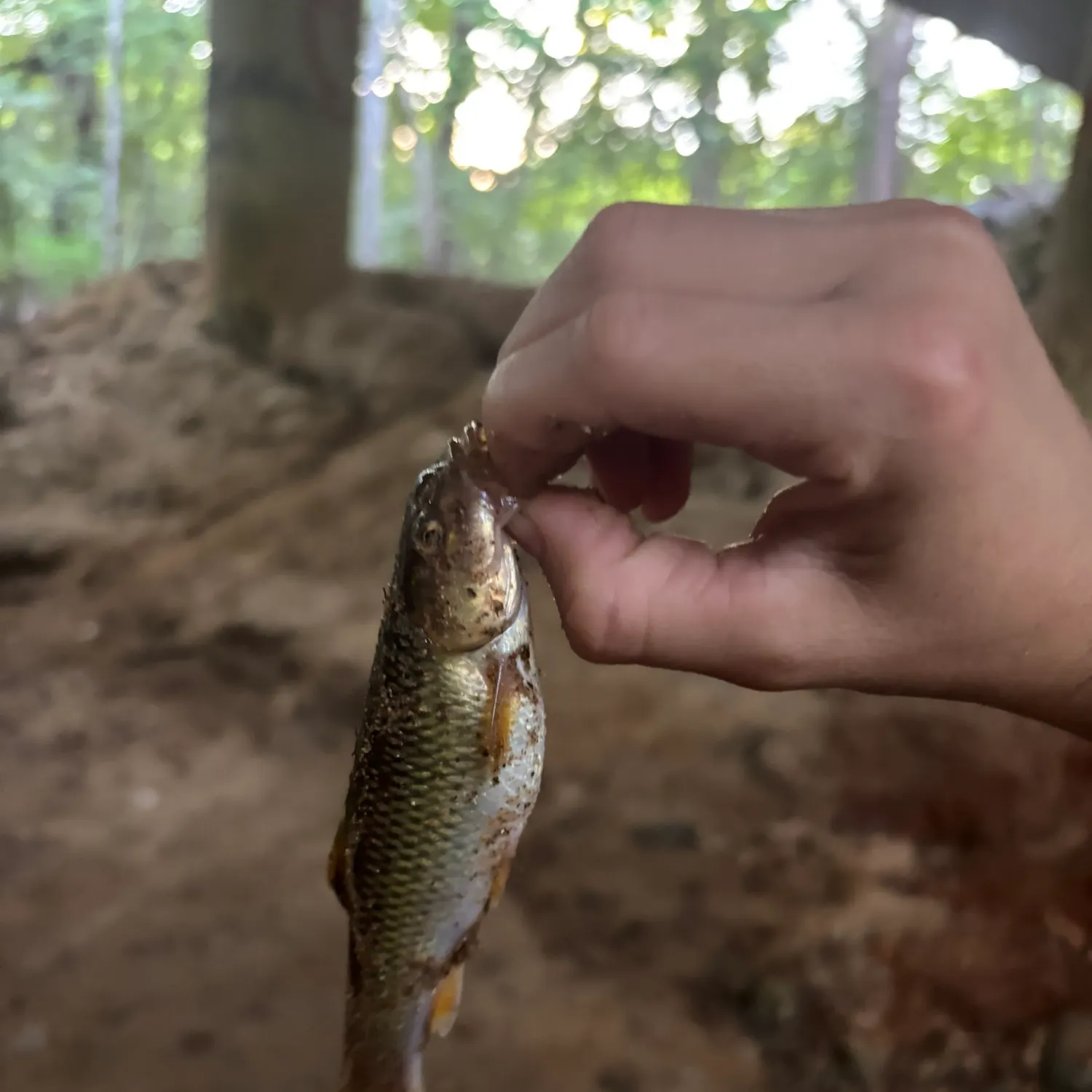 River chub caught on Fishbrain