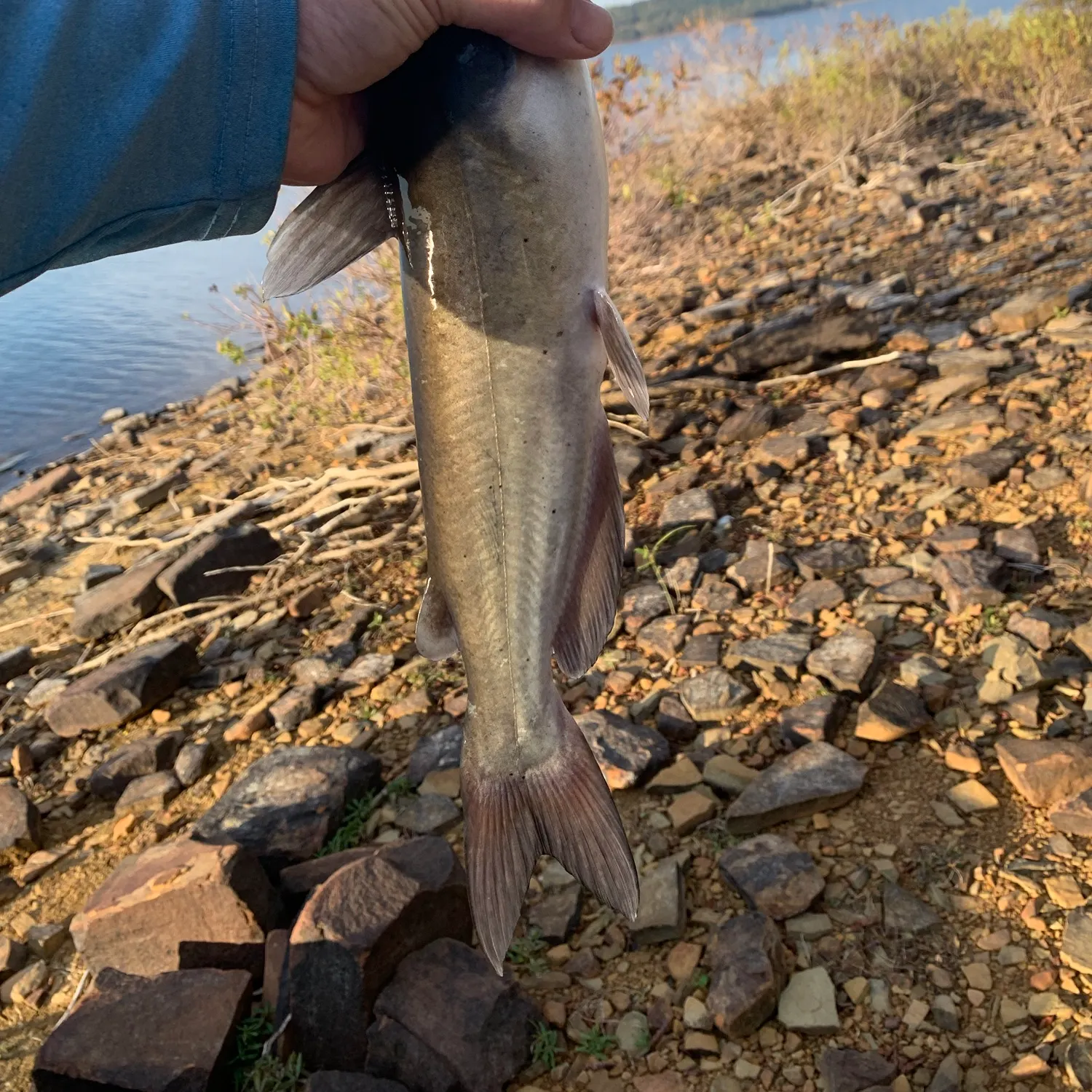 Channel catfish caught on Fishbrain