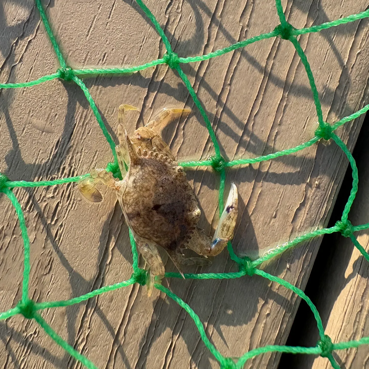 The most recent Florida stone crab catches on Fishbrain