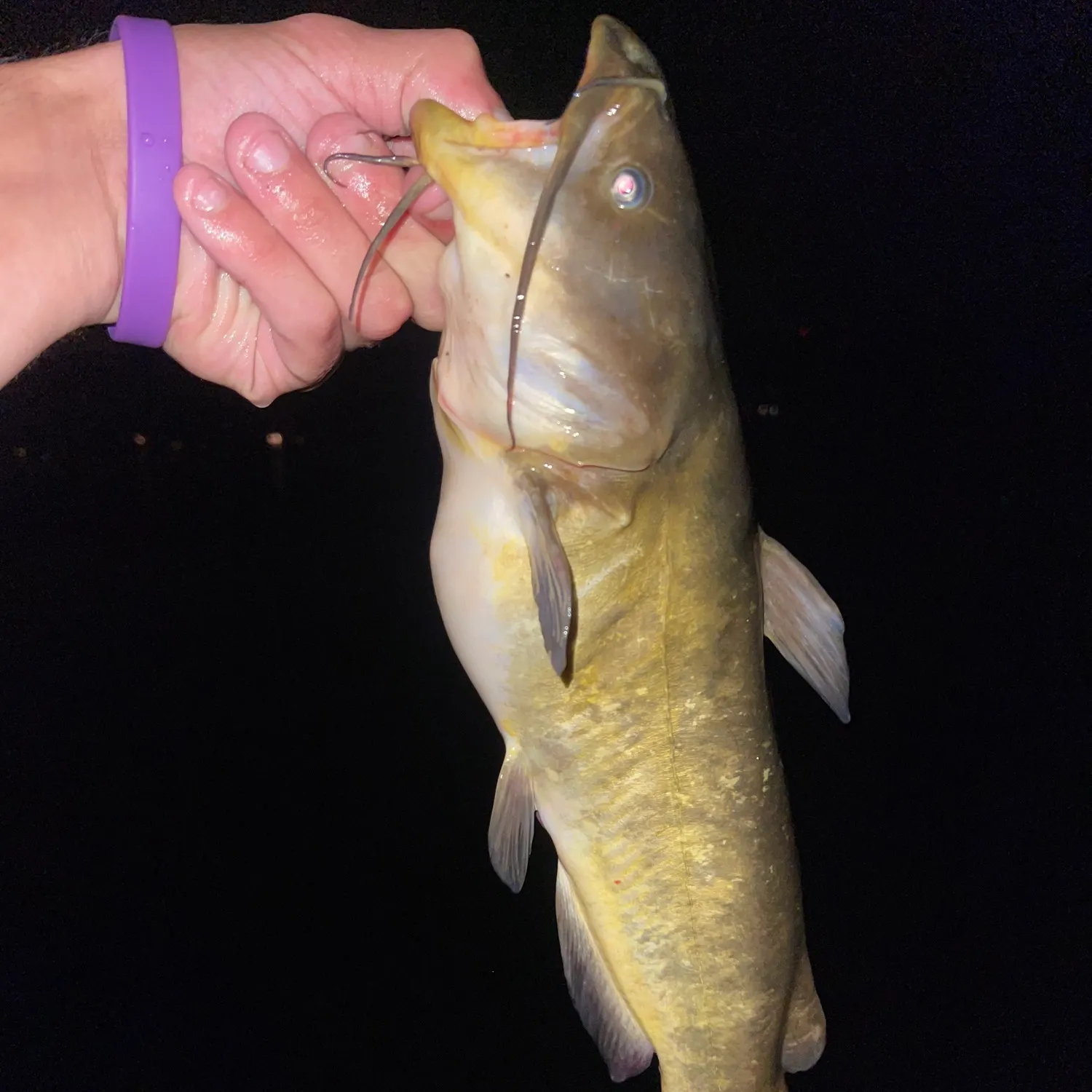 Brown bullhead caught on Fishbrain