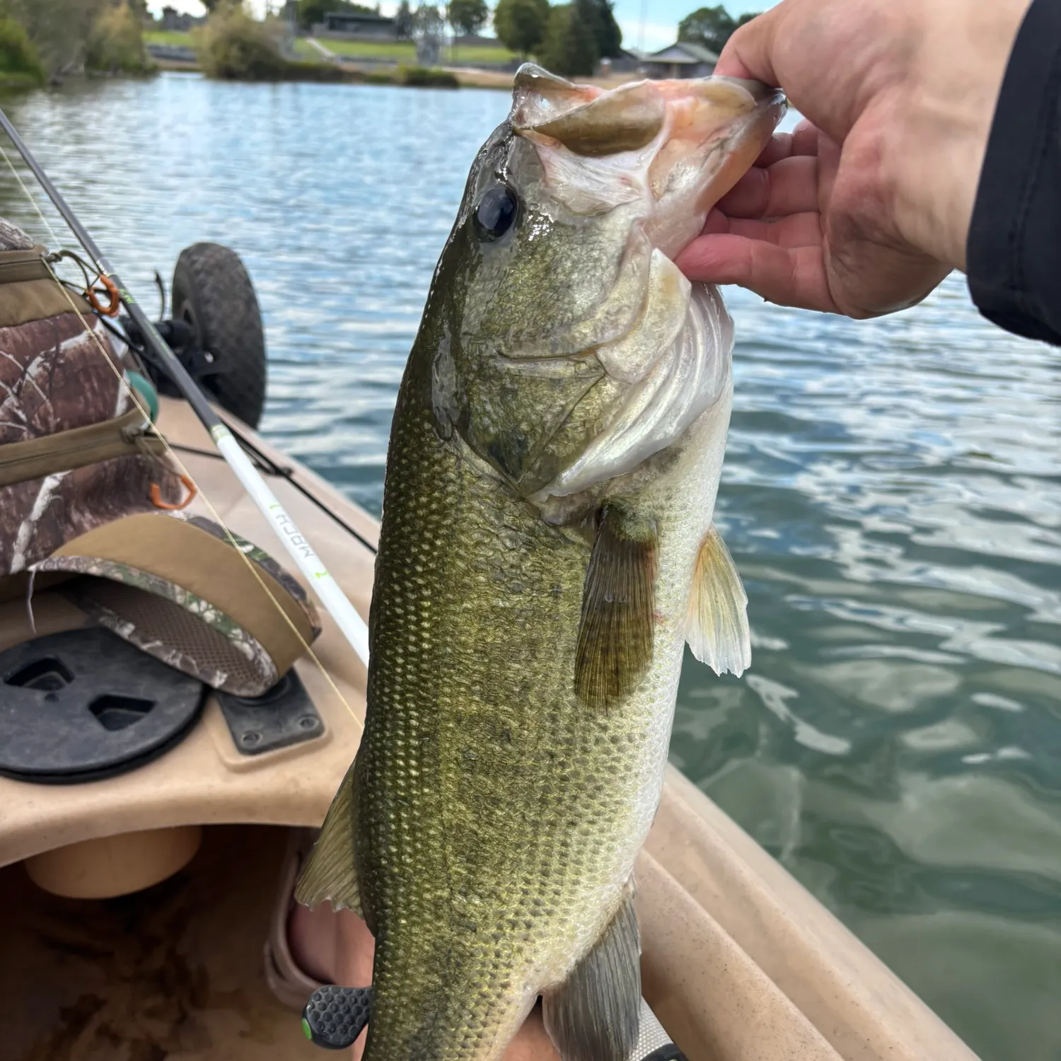 Largemouth bass caught on Fishbrain
