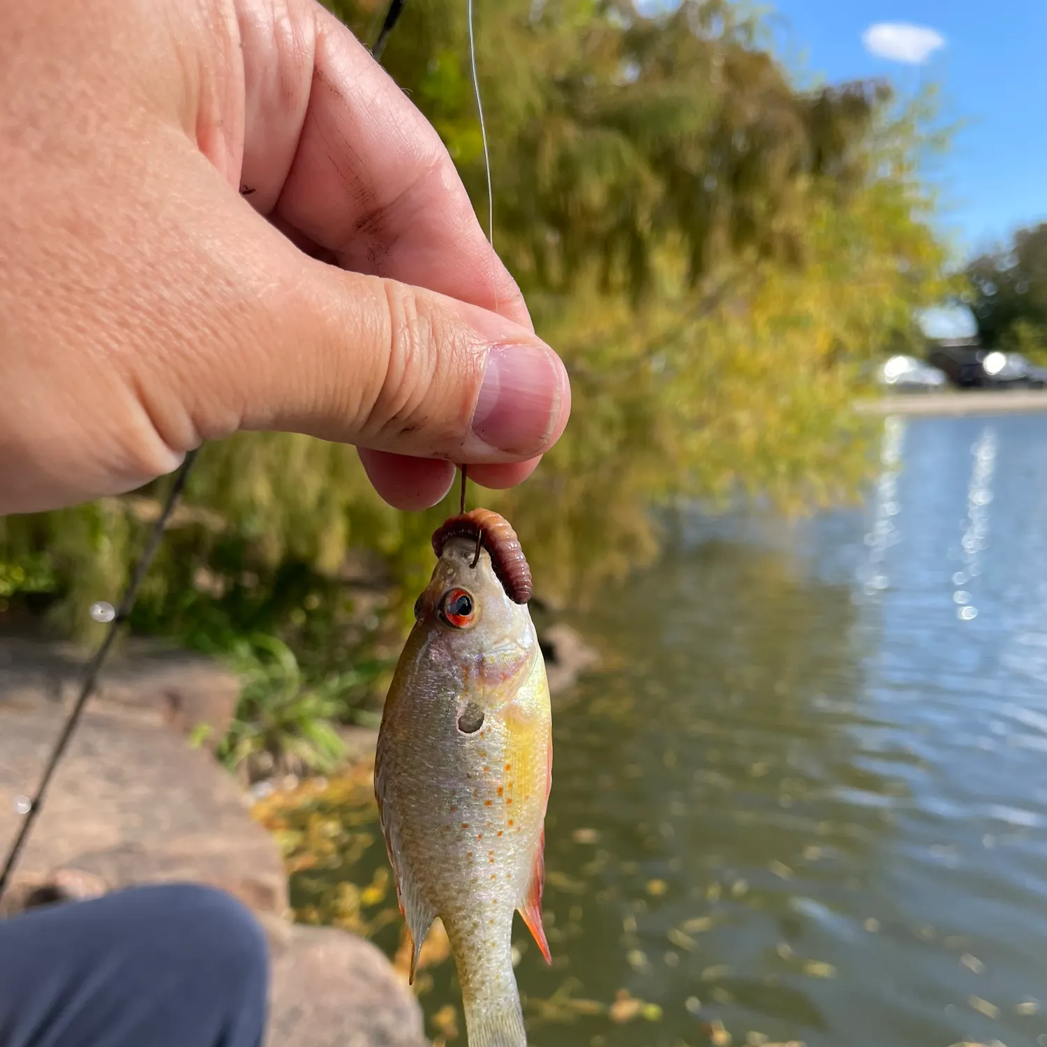 The most recent Orangespotted sunfish catches on Fishbrain