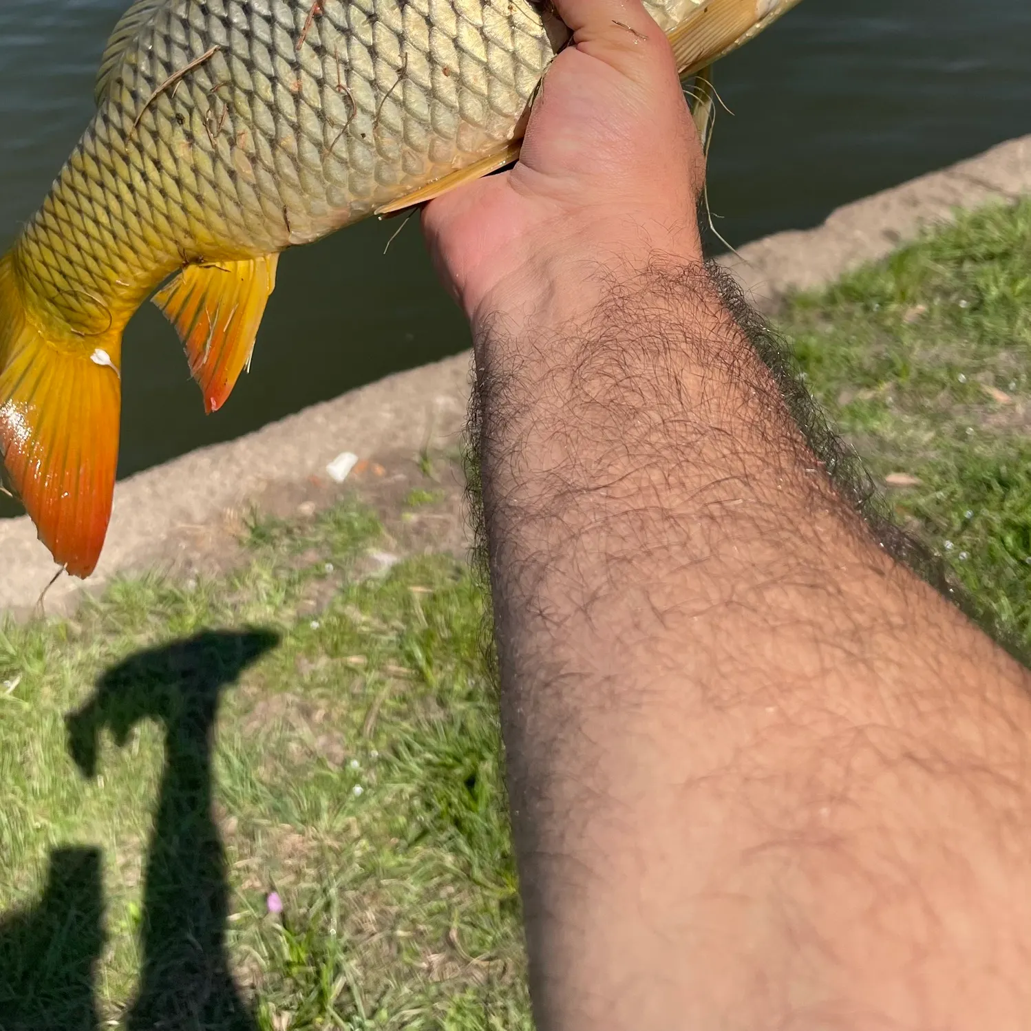 Common carp caught on Fishbrain
