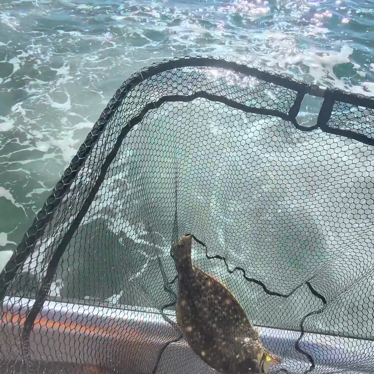 Summer flounder caught on Fishbrain