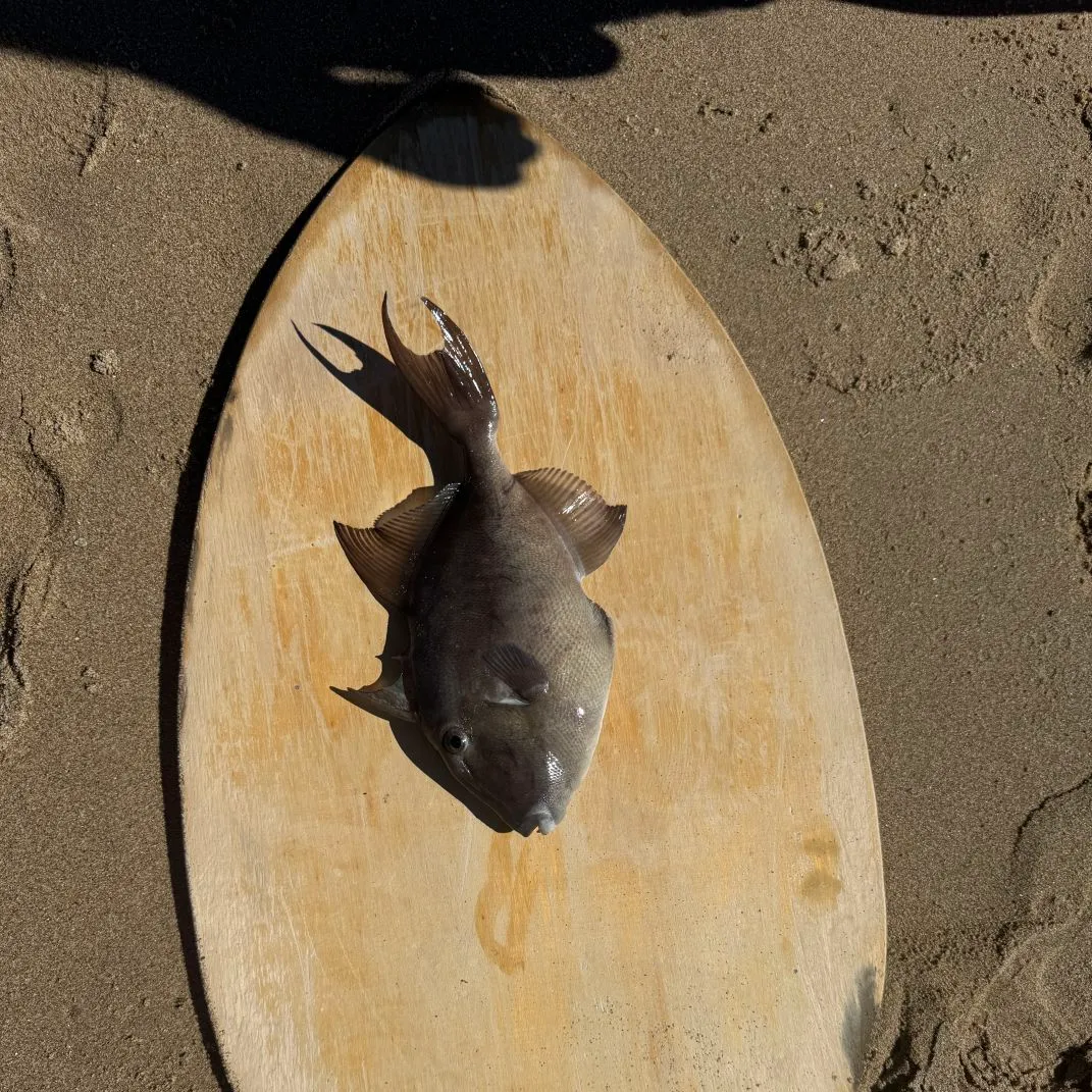 Grey triggerfish caught on Fishbrain