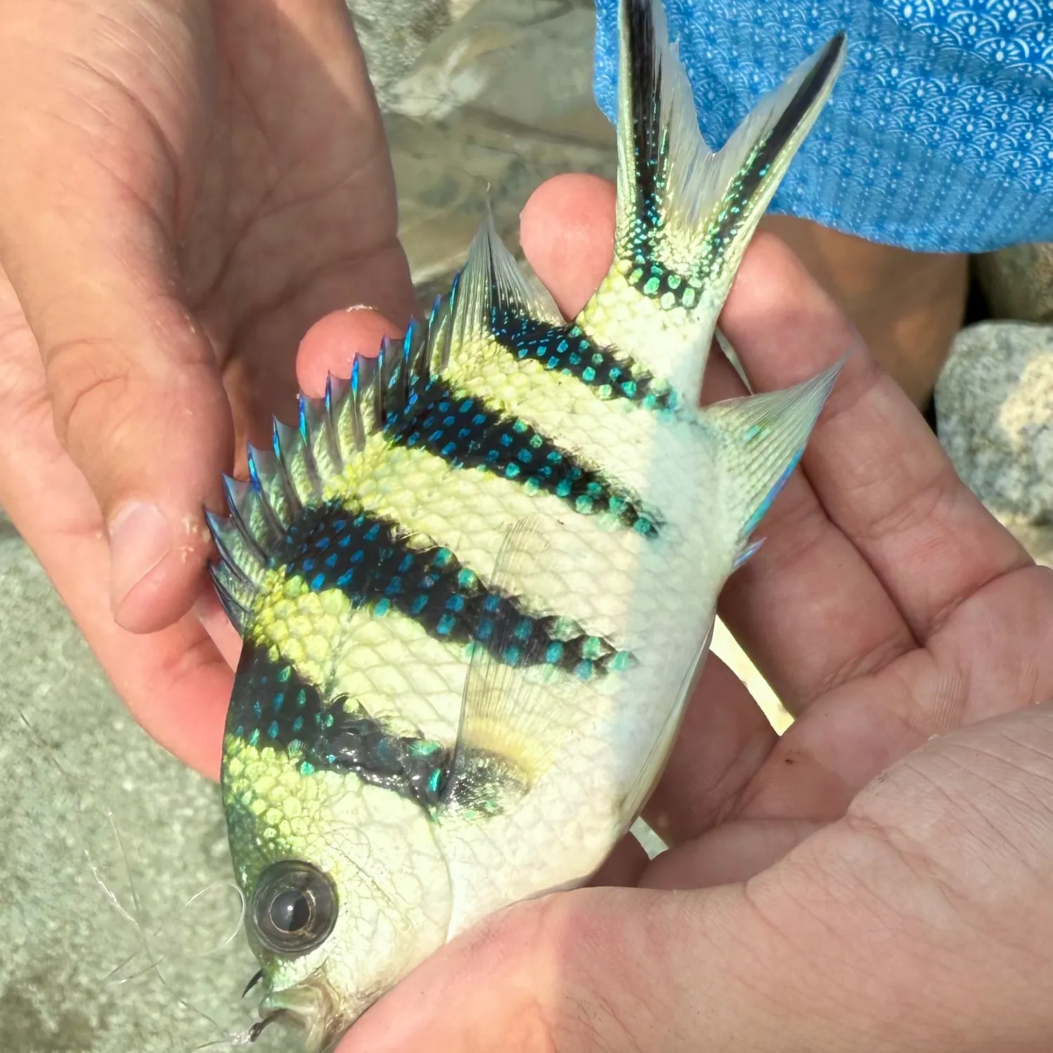 The most recent Indo-Pacific sergeant catches on Fishbrain
