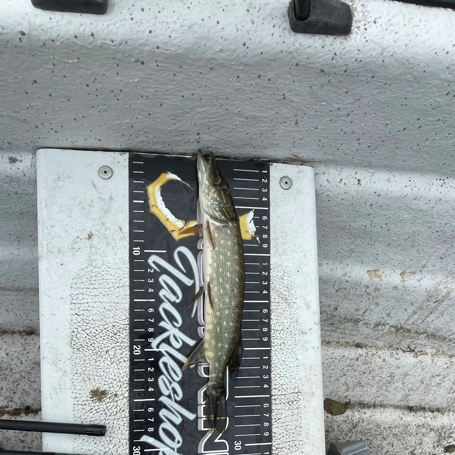 Northern pike caught on Fishbrain