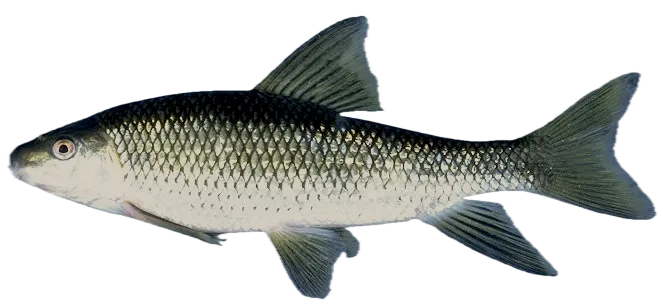 Sharpfin chubsucker