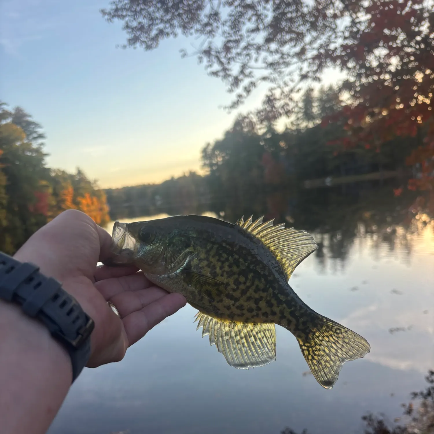 Black crappie caught on Fishbrain