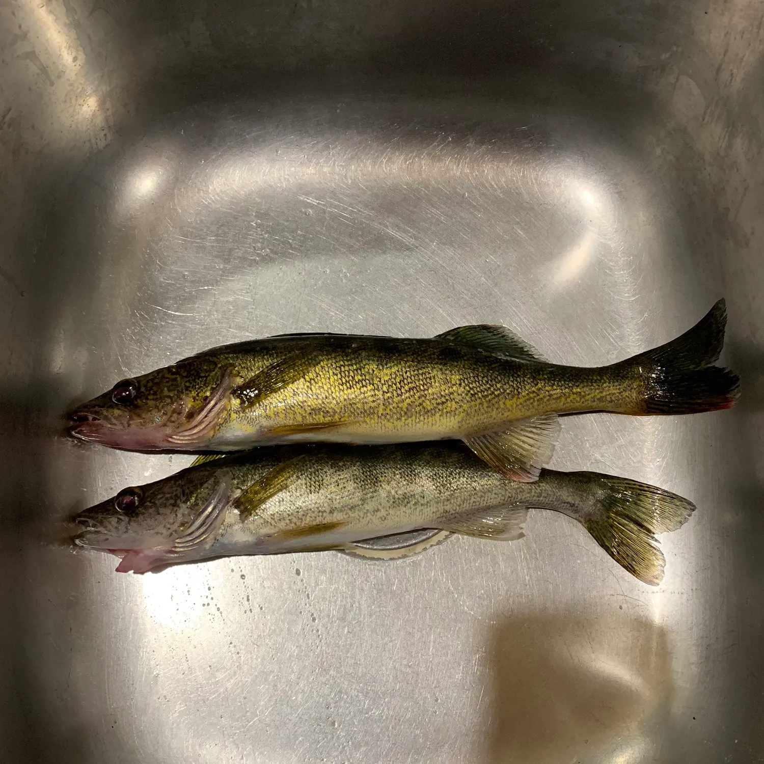 Walleye caught on Fishbrain