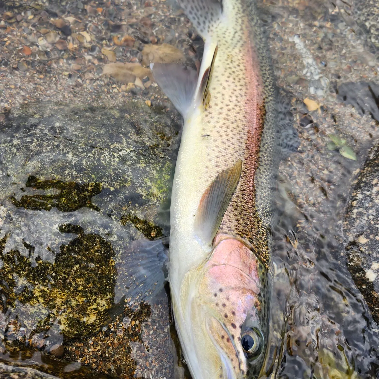 Rainbow trout caught on Fishbrain