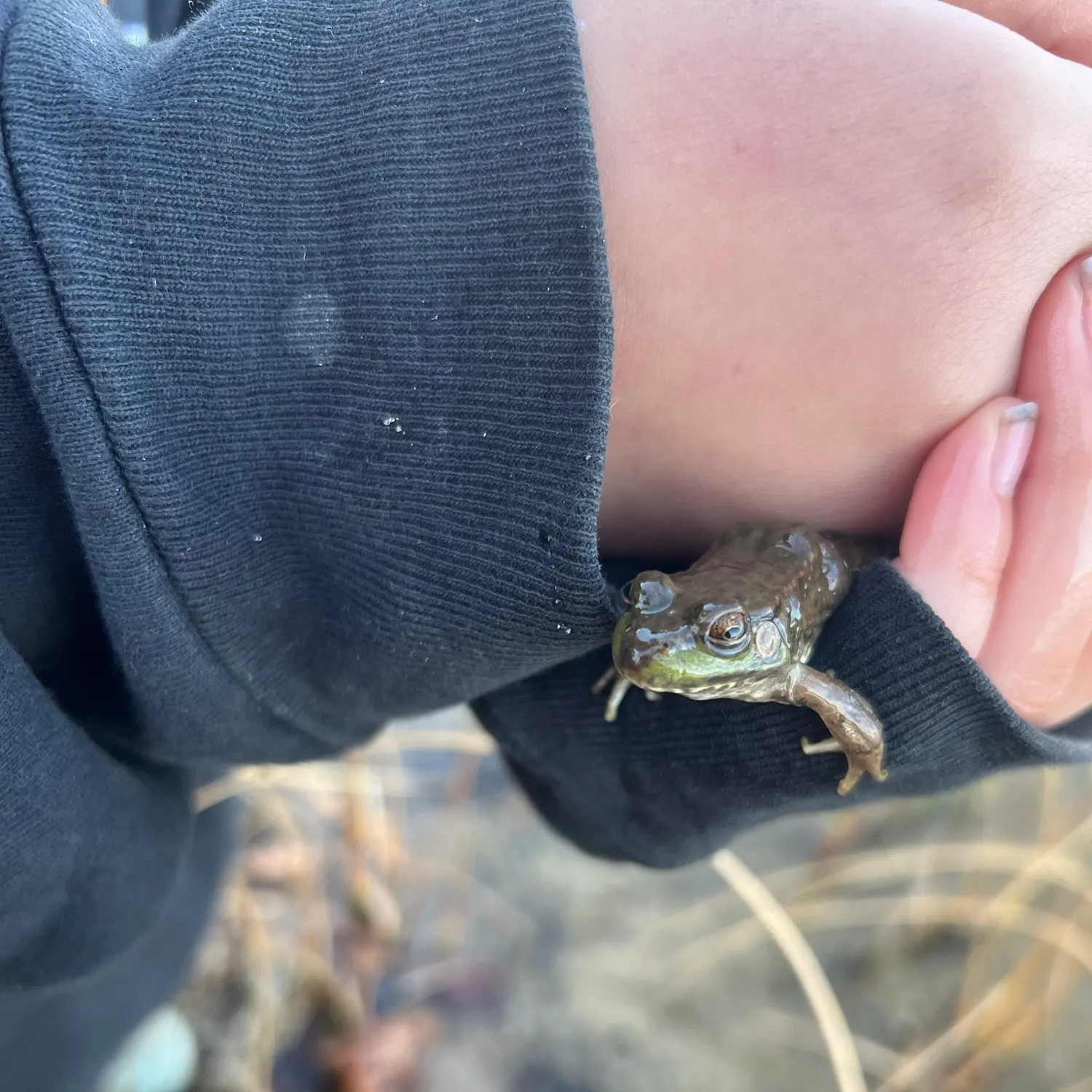 American bullfrog caught on Fishbrain
