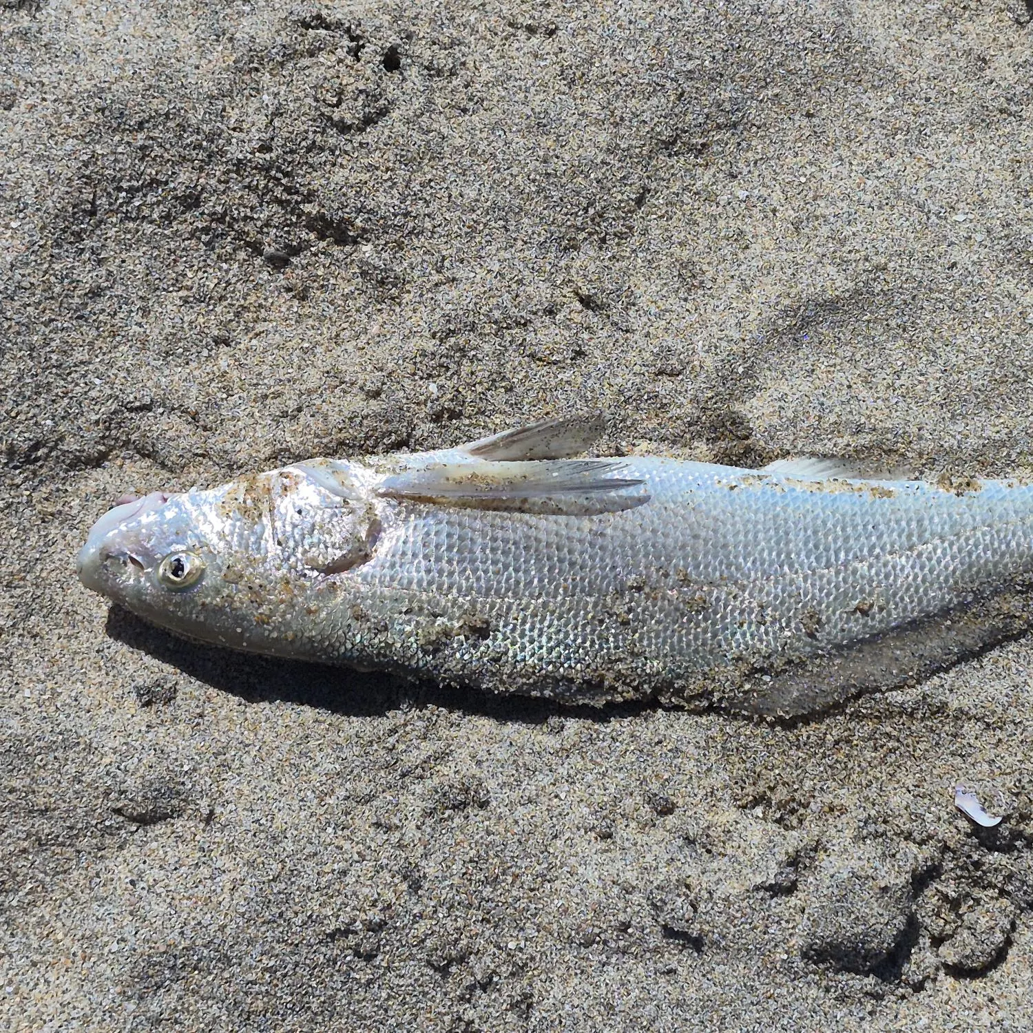 The most recent California corbina catches on Fishbrain