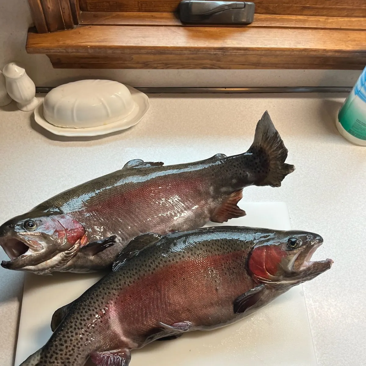 Rainbow trout caught on Fishbrain