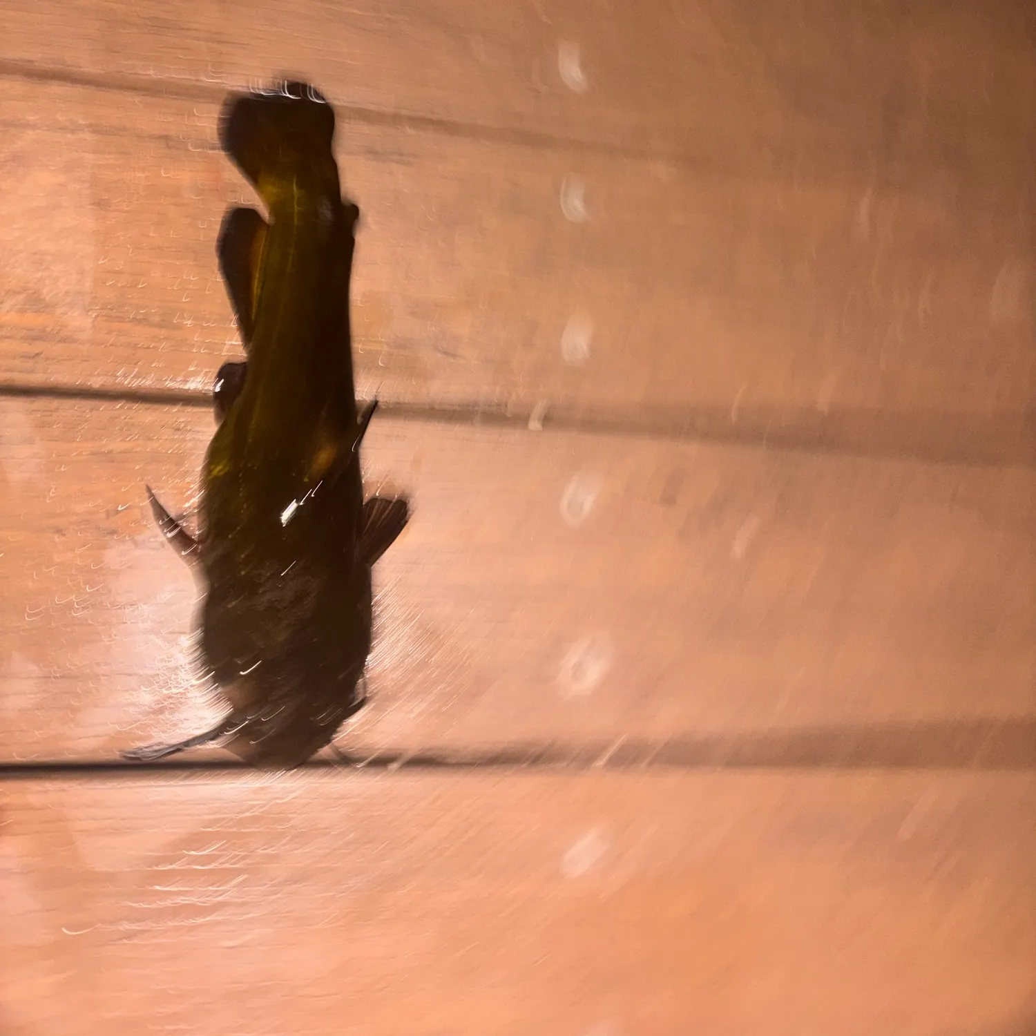 Yellow bullhead caught on Fishbrain
