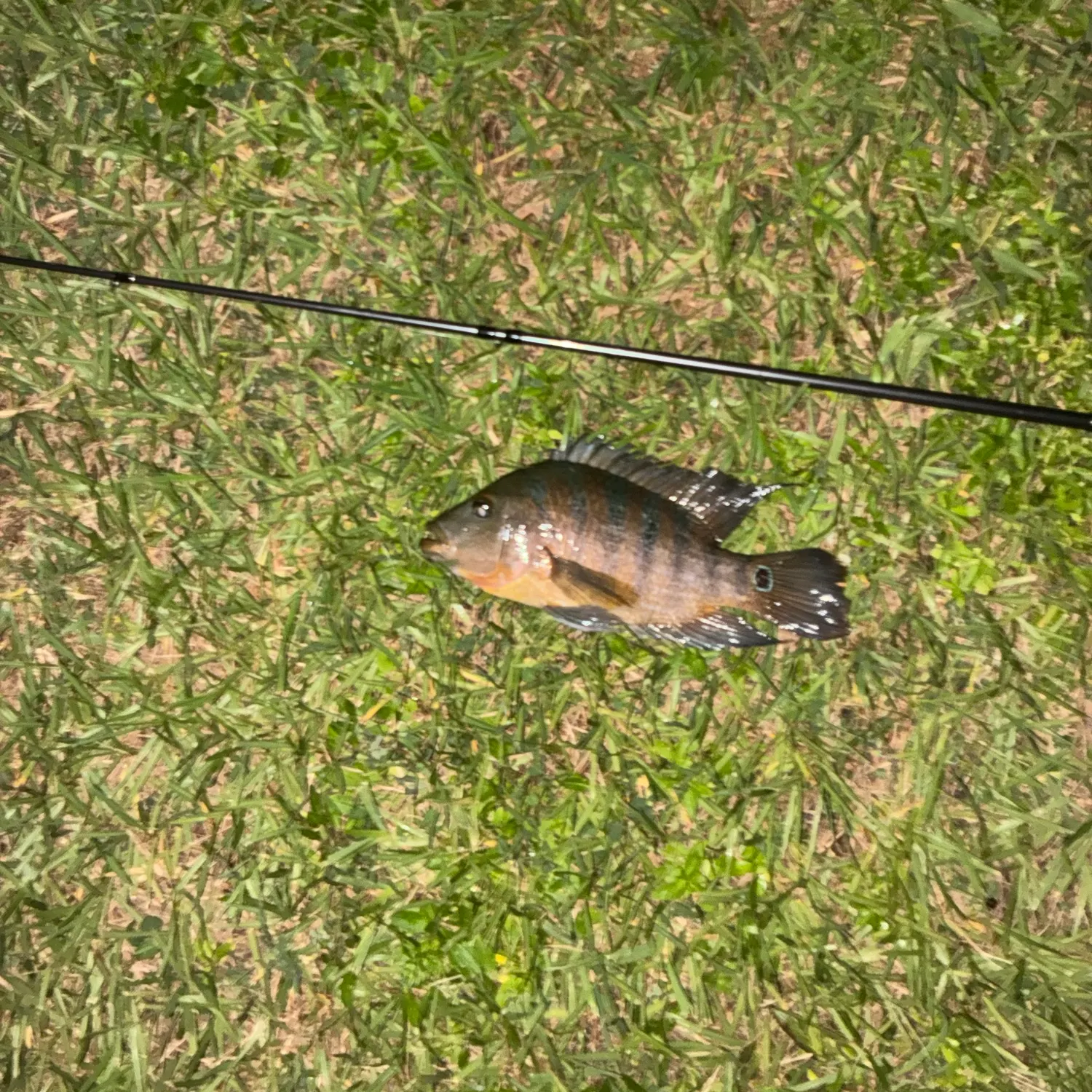 Mayan cichlid caught on Fishbrain
