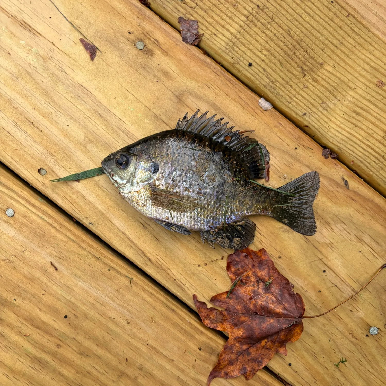 Bluegill caught on Fishbrain