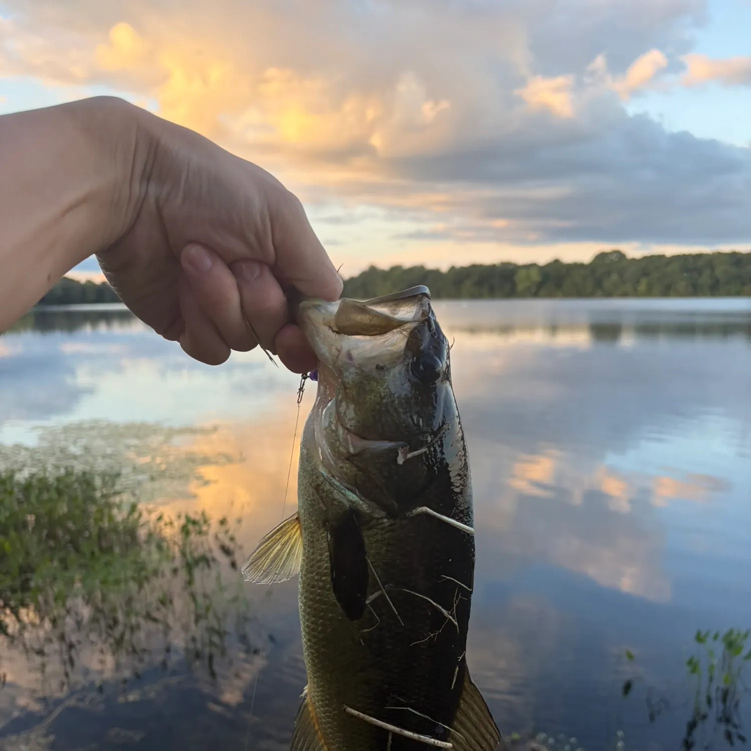 Largemouth bass caught on Fishbrain