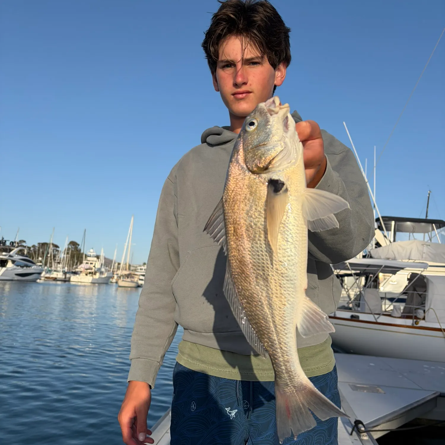 The most recent Spotfin croaker catches on Fishbrain