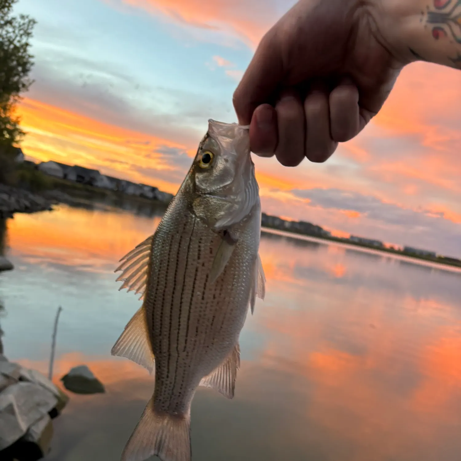 White bass caught on Fishbrain