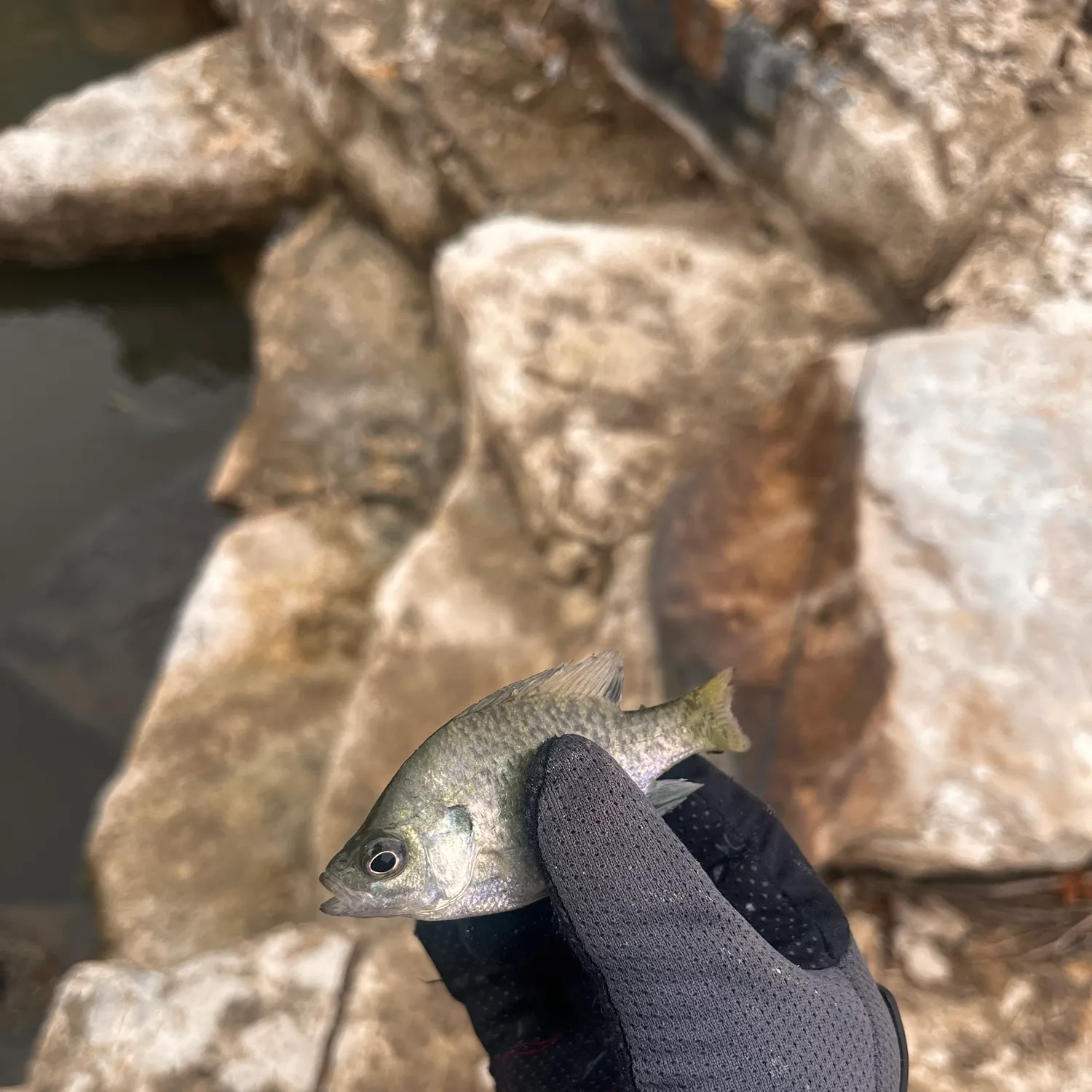 Bluegill caught on Fishbrain