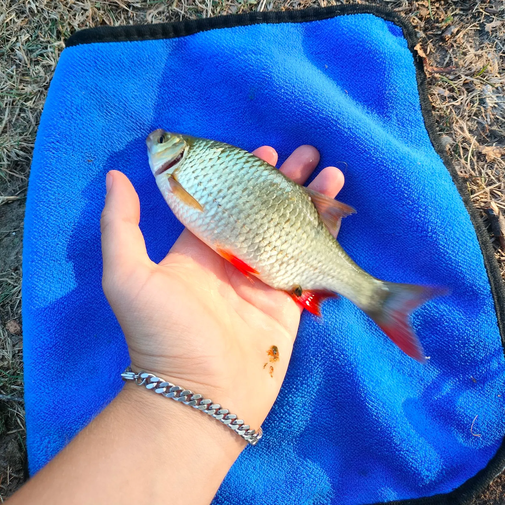 The most recent Cactus roach catches on Fishbrain